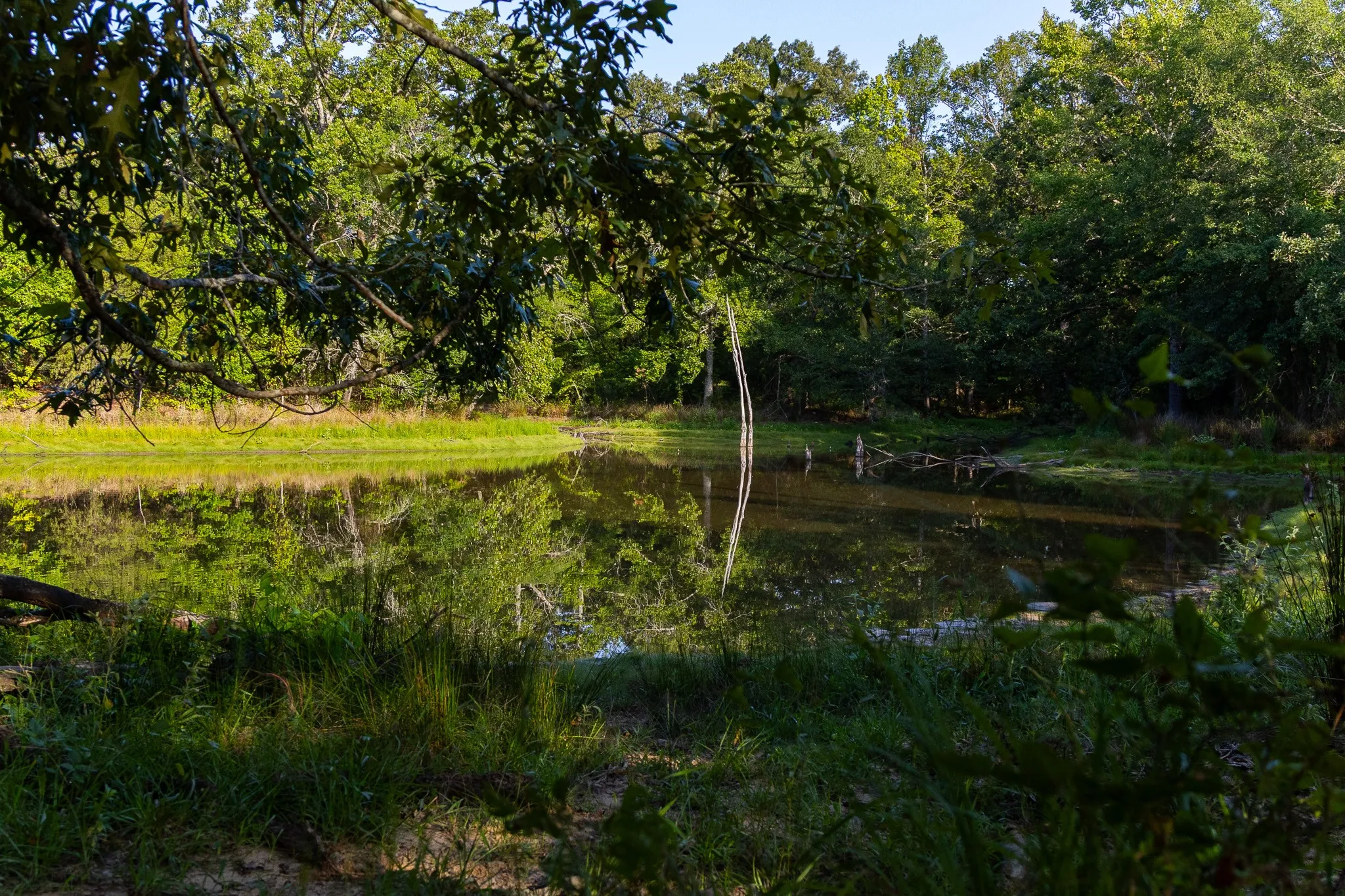 Ranch For Sale in Van Zandt County , 0000 VZ County Road 4912, Ben Wheeler, Texas 75754, 0, 0, Garage spaces, 0 Sqft, built in 0, Price $1,550,000, mls#21344972, Real Estate Agent in Ben Wheeler, Homes For Sale in Van Zandt county, Homes For Sale in Ben Wheeler, Realtor in Ben Wheeler Texas, Real Estate Brokerage Independent Realty Texas, Luminita Cordes Realtor