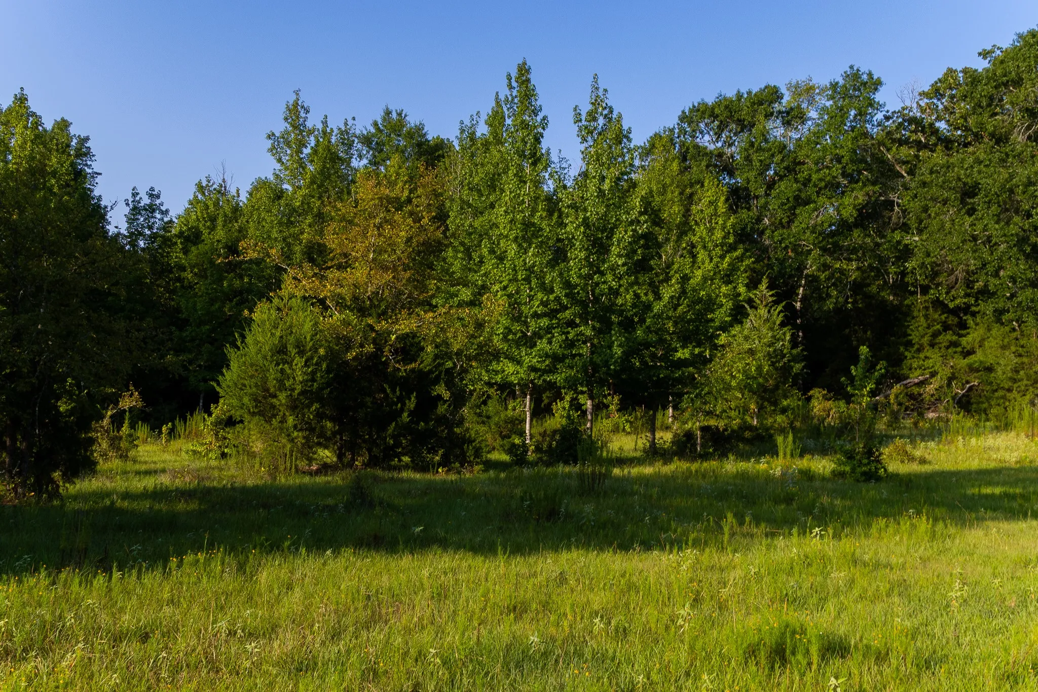Ranch For Sale in Van Zandt County , 0000 VZ County Road 4912, Ben Wheeler, Texas 75754, 0, 0, Garage spaces, 0 Sqft, built in 0, Price $1,550,000, mls#21344972, Real Estate Agent in Ben Wheeler, Homes For Sale in Van Zandt county, Homes For Sale in Ben Wheeler, Realtor in Ben Wheeler Texas, Real Estate Brokerage Independent Realty Texas, Luminita Cordes Realtor