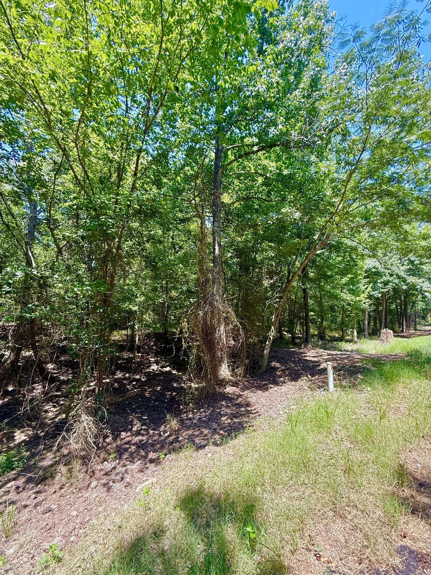 Unimproved Land For Sale in Titus County , 0 CR 1755, Mt Pleasant, Texas 75455, 0, 0, Garage spaces, 0 Sqft, built in 0, mls#21345016, Real Estate Agent in Mt Pleasant, Homes For Sale in Titus county, Homes For Sale in Mt Pleasant, Realtor in Mt Pleasant Texas, Real Estate Brokerage Independent Realty Texas, Luminita Cordes Realtor