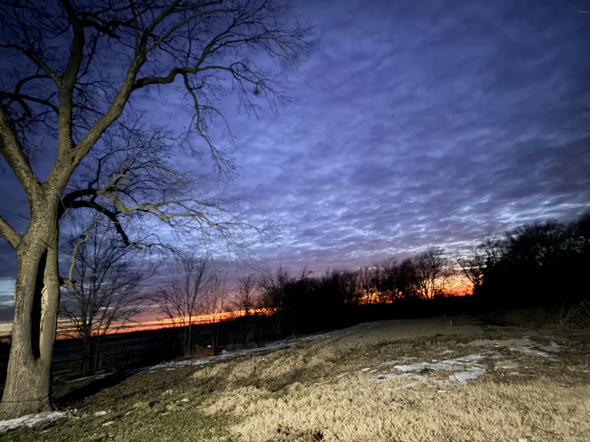 Expansive grounds featuring a mature deciduous tree and rolling terrain