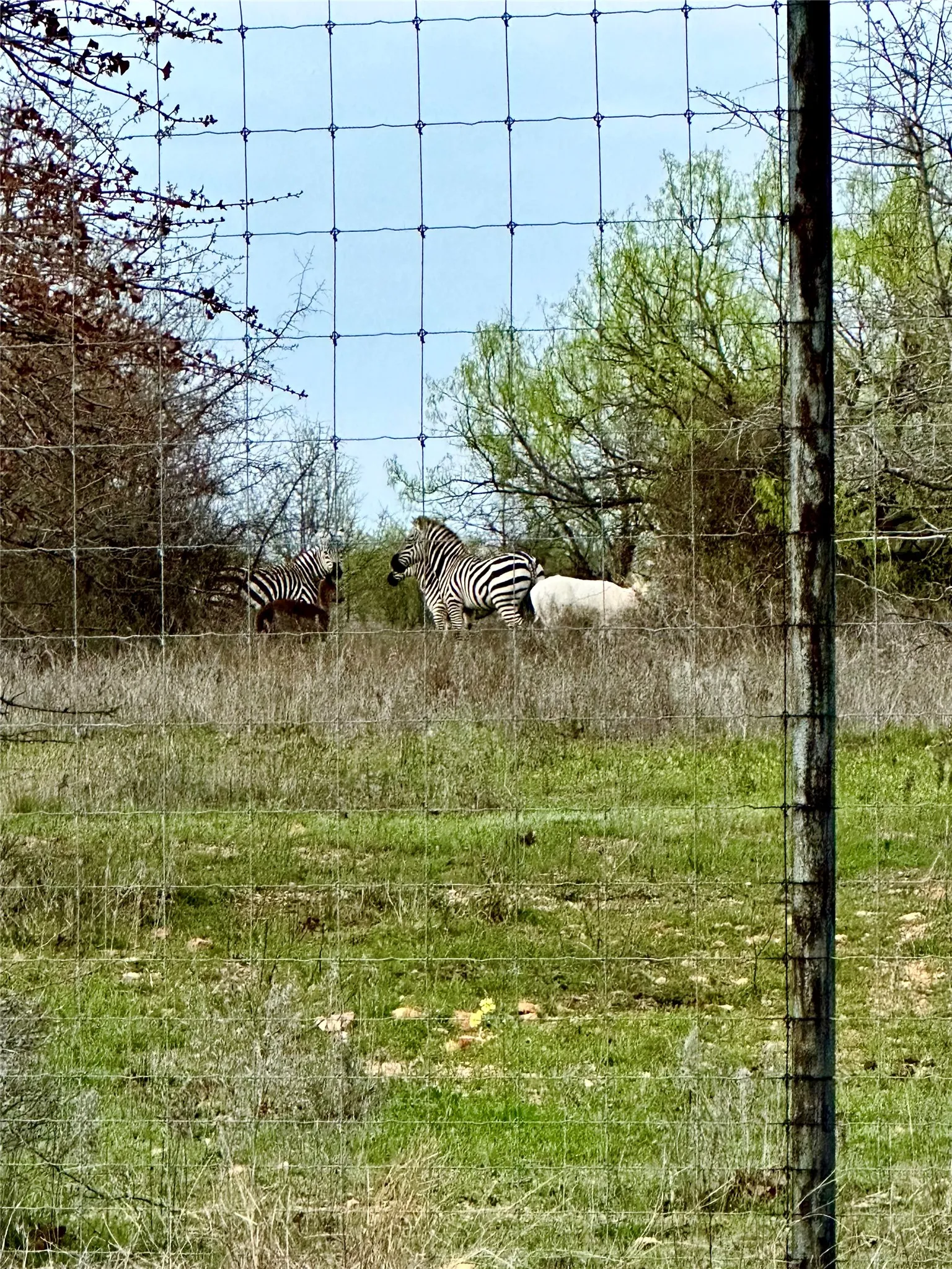 Unimproved Land For Sale in Palo Pinto County , 0000 Stage Coach Trail, Gordon, Texas 76453, 0, 0, Garage spaces, 0 Sqft, built in 0, mls#21345129, Real Estate Agent in Gordon, Homes For Sale in Palo Pinto county, Homes For Sale in Gordon, Realtor in Gordon Texas, Real Estate Brokerage Independent Realty Texas, Luminita Cordes Realtor