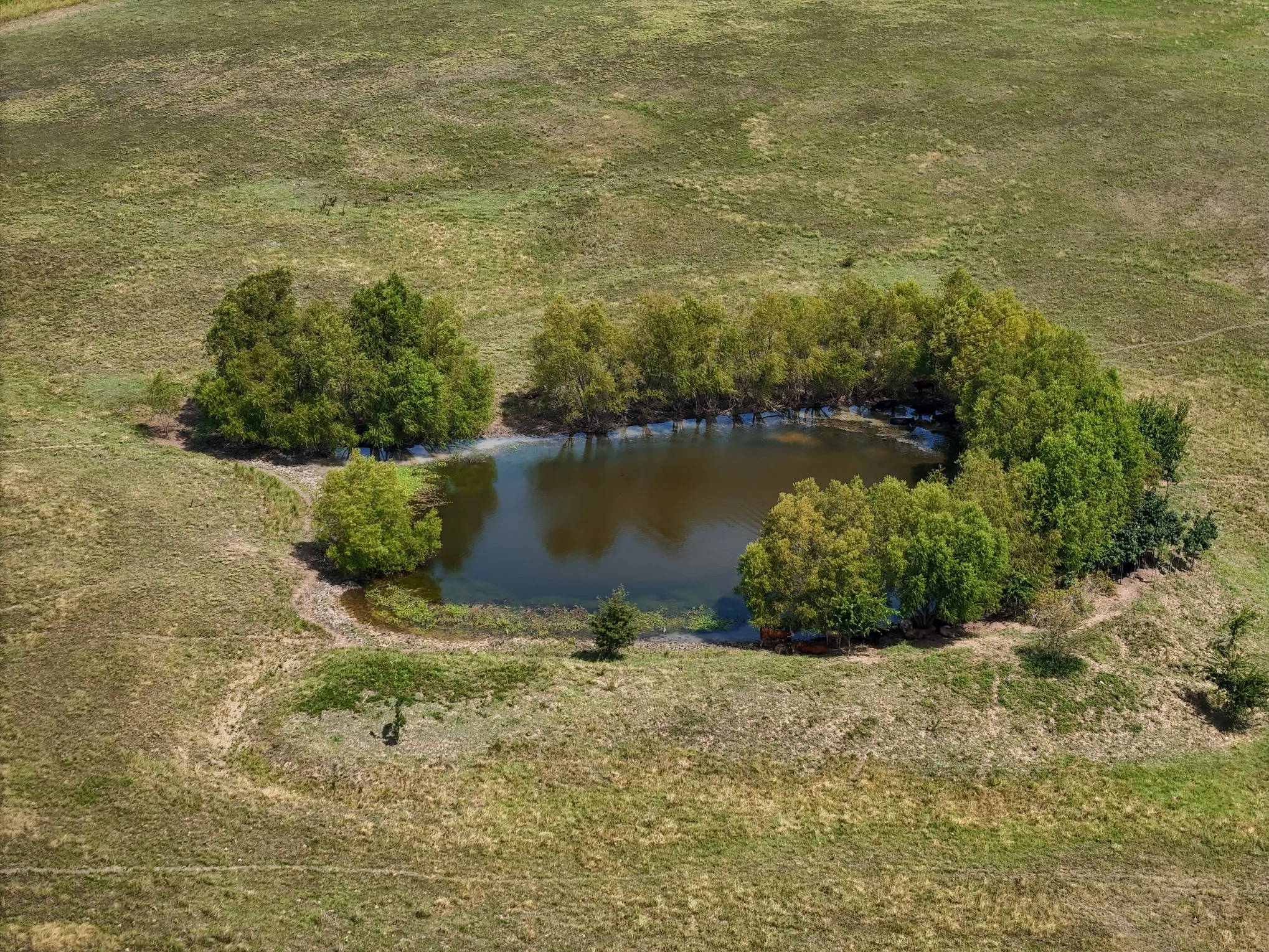Natural pond feature surrounded by established trees on a grassy expanse