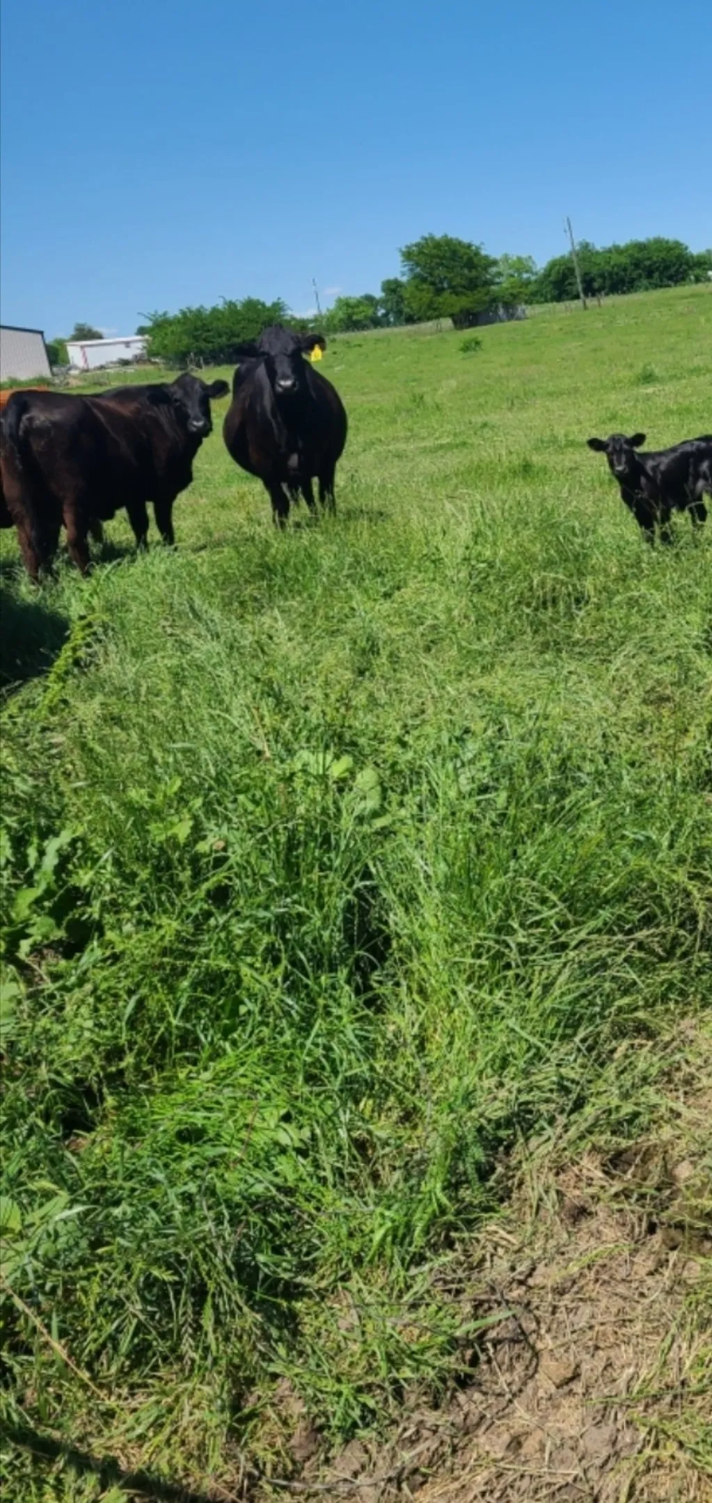 Unimproved Land For Sale in Hunt County , TBD Us-69 Highway, Lone Oak, Texas 75453, 0, 0, Garage spaces, 0 Sqft, built in 0, mls#21345329, Real Estate Agent in Lone Oak, Homes For Sale in Hunt county, Homes For Sale in Lone Oak, Realtor in Lone Oak Texas, Real Estate Brokerage Independent Realty Texas, Luminita Cordes Realtor