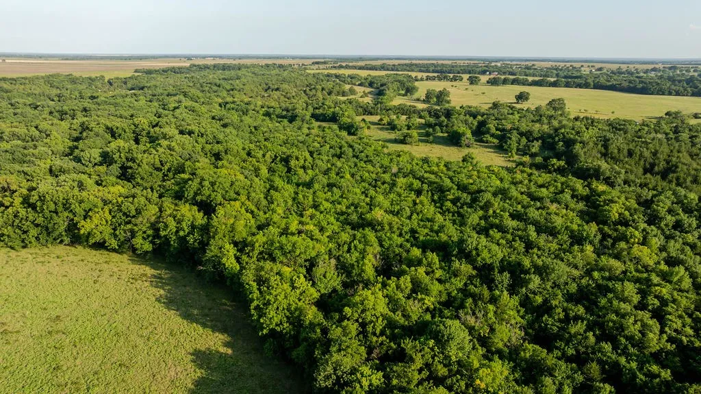 Expansive wooded acreage featuring mature trees and open grassy areas