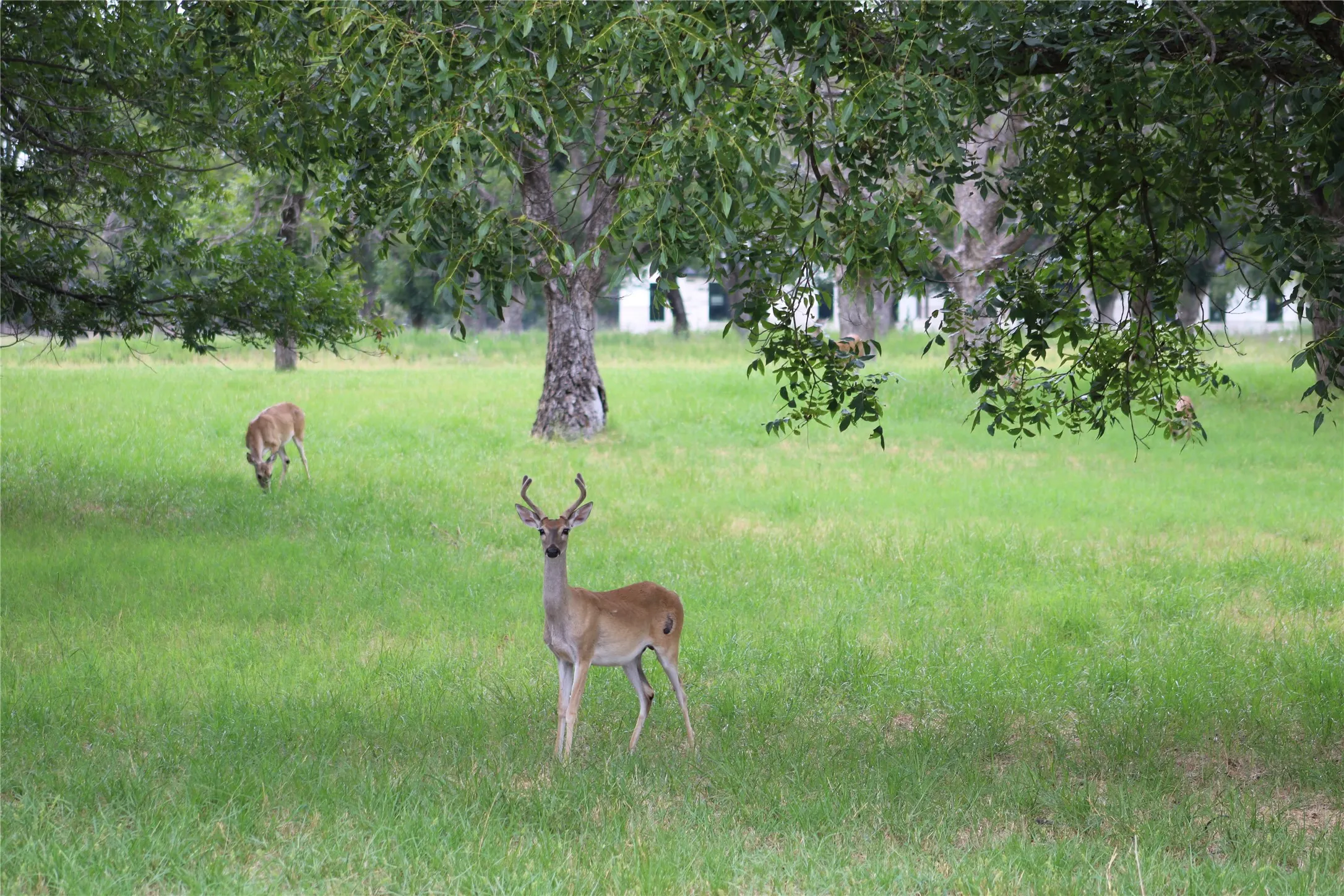 Unimproved Land For Sale in Johnson County , 3173 E Landings S, Granbury, Texas 76049, 0, 0, Garage spaces, 0 Sqft, built in 0, Price $380,000, mls#21345475, Real Estate Agent in Granbury, Homes For Sale in Johnson county, Homes For Sale in Granbury, Realtor in Granbury Texas, Real Estate Brokerage Independent Realty Texas, Luminita Cordes Realtor