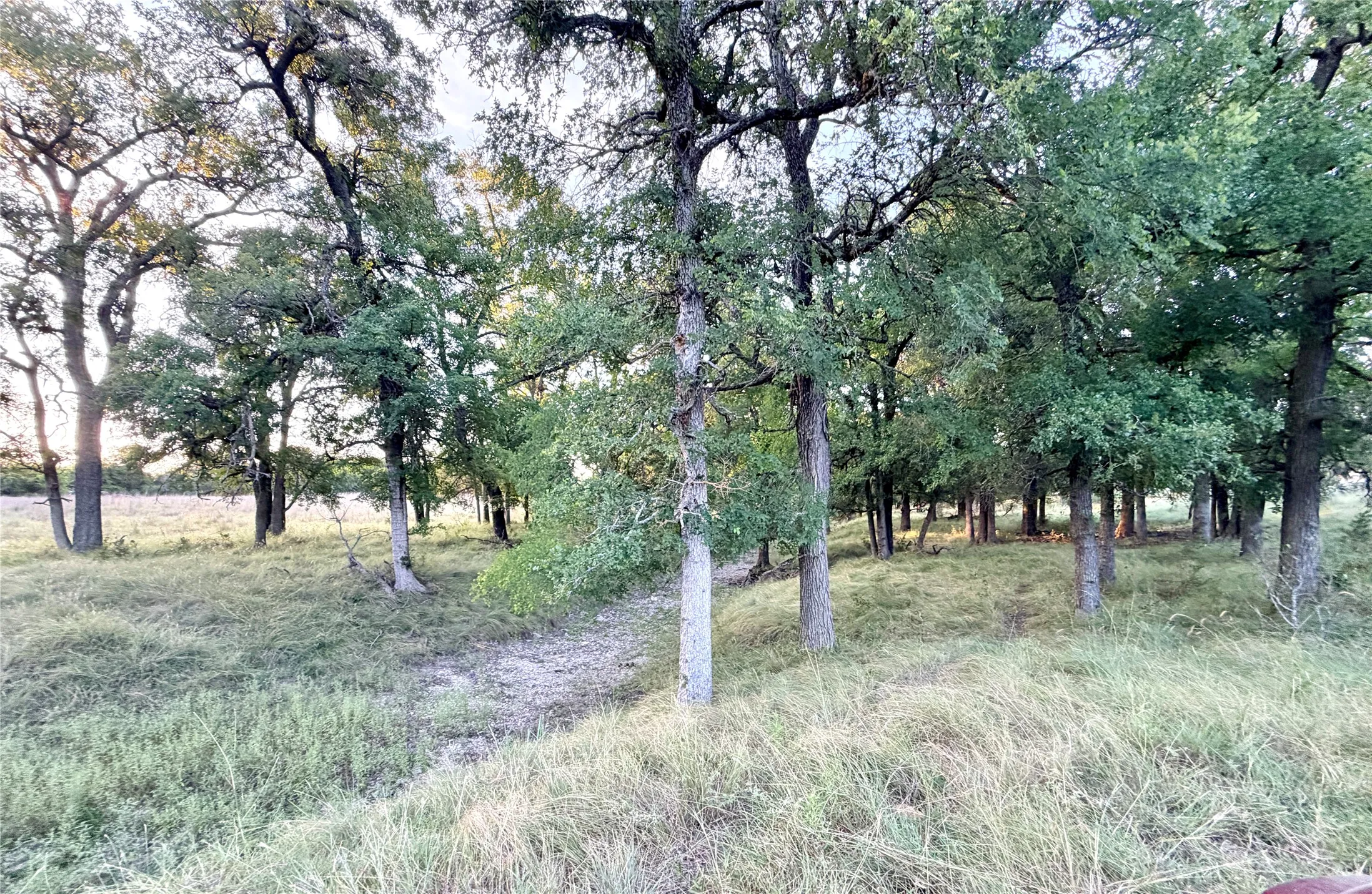 Unimproved Land For Sale in Mills County , 130 County Road 120, Goldthwaite, Texas 76844, 0, 0, Garage spaces, 0 Sqft, built in 0, Price $433,200, mls#21345159, Real Estate Agent in Goldthwaite, Homes For Sale in Mills county, Homes For Sale in Goldthwaite, Realtor in Goldthwaite Texas, Real Estate Brokerage Independent Realty Texas, Luminita Cordes Realtor