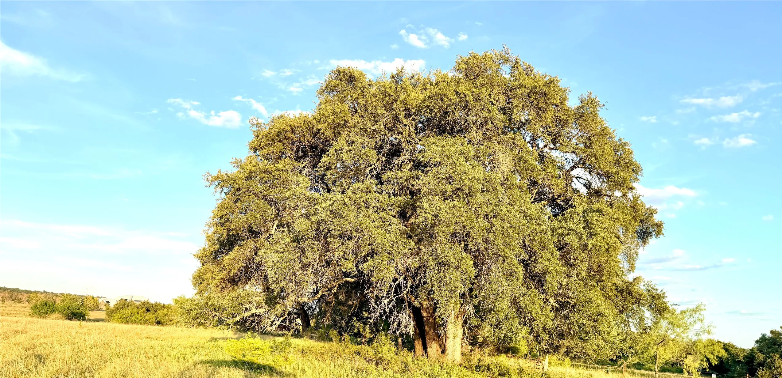 Unimproved Land For Sale in Mills County , 130 County Road 120, Goldthwaite, Texas 76844, 0, 0, Garage spaces, 0 Sqft, built in 0, Price $433,200, mls#21345159, Real Estate Agent in Goldthwaite, Homes For Sale in Mills county, Homes For Sale in Goldthwaite, Realtor in Goldthwaite Texas, Real Estate Brokerage Independent Realty Texas, Luminita Cordes Realtor