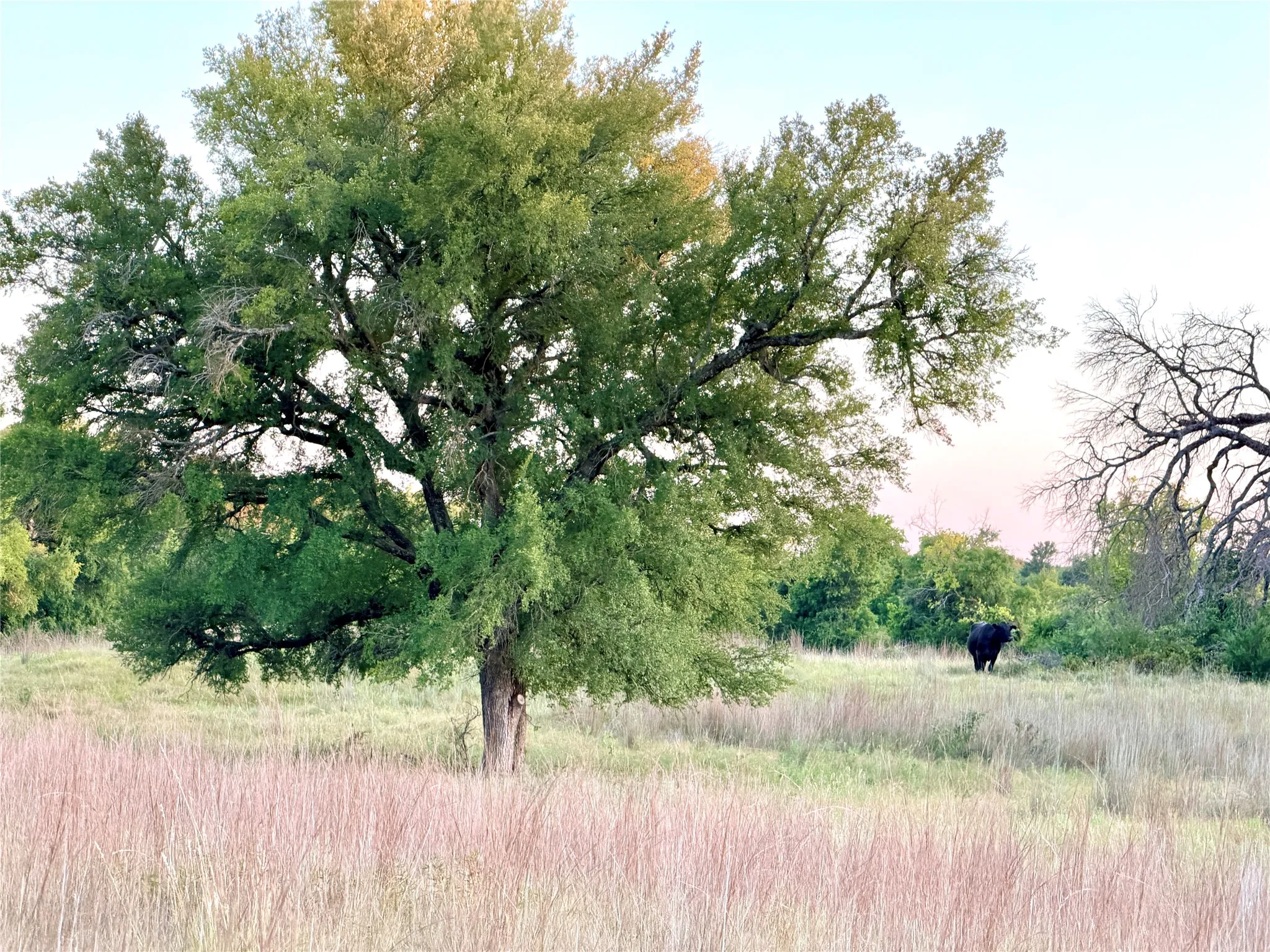 Unimproved Land For Sale in Mills County , 130 County Road 120, Goldthwaite, Texas 76844, 0, 0, Garage spaces, 0 Sqft, built in 0, Price $433,200, mls#21345159, Real Estate Agent in Goldthwaite, Homes For Sale in Mills county, Homes For Sale in Goldthwaite, Realtor in Goldthwaite Texas, Real Estate Brokerage Independent Realty Texas, Luminita Cordes Realtor