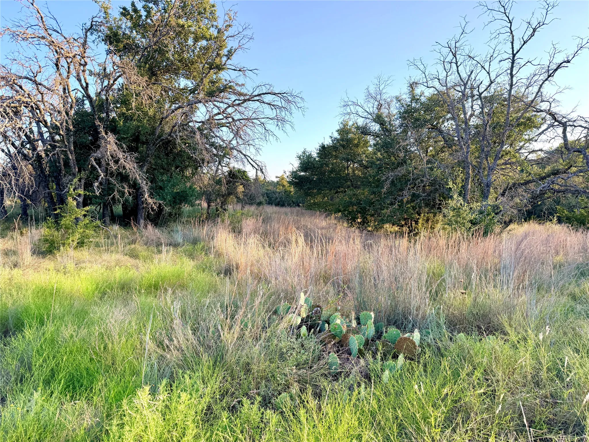 Unimproved Land For Sale in Mills County , 130 County Road 120, Goldthwaite, Texas 76844, 0, 0, Garage spaces, 0 Sqft, built in 0, Price $433,200, mls#21345159, Real Estate Agent in Goldthwaite, Homes For Sale in Mills county, Homes For Sale in Goldthwaite, Realtor in Goldthwaite Texas, Real Estate Brokerage Independent Realty Texas, Luminita Cordes Realtor