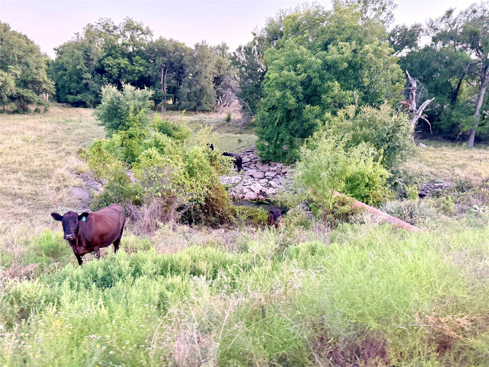 Unimproved Land For Sale in Mills County , 130 County Road 120, Goldthwaite, Texas 76844, 0, 0, Garage spaces, 0 Sqft, built in 0, Price $433,200, mls#21345159, Real Estate Agent in Goldthwaite, Homes For Sale in Mills county, Homes For Sale in Goldthwaite, Realtor in Goldthwaite Texas, Real Estate Brokerage Independent Realty Texas, Luminita Cordes Realtor