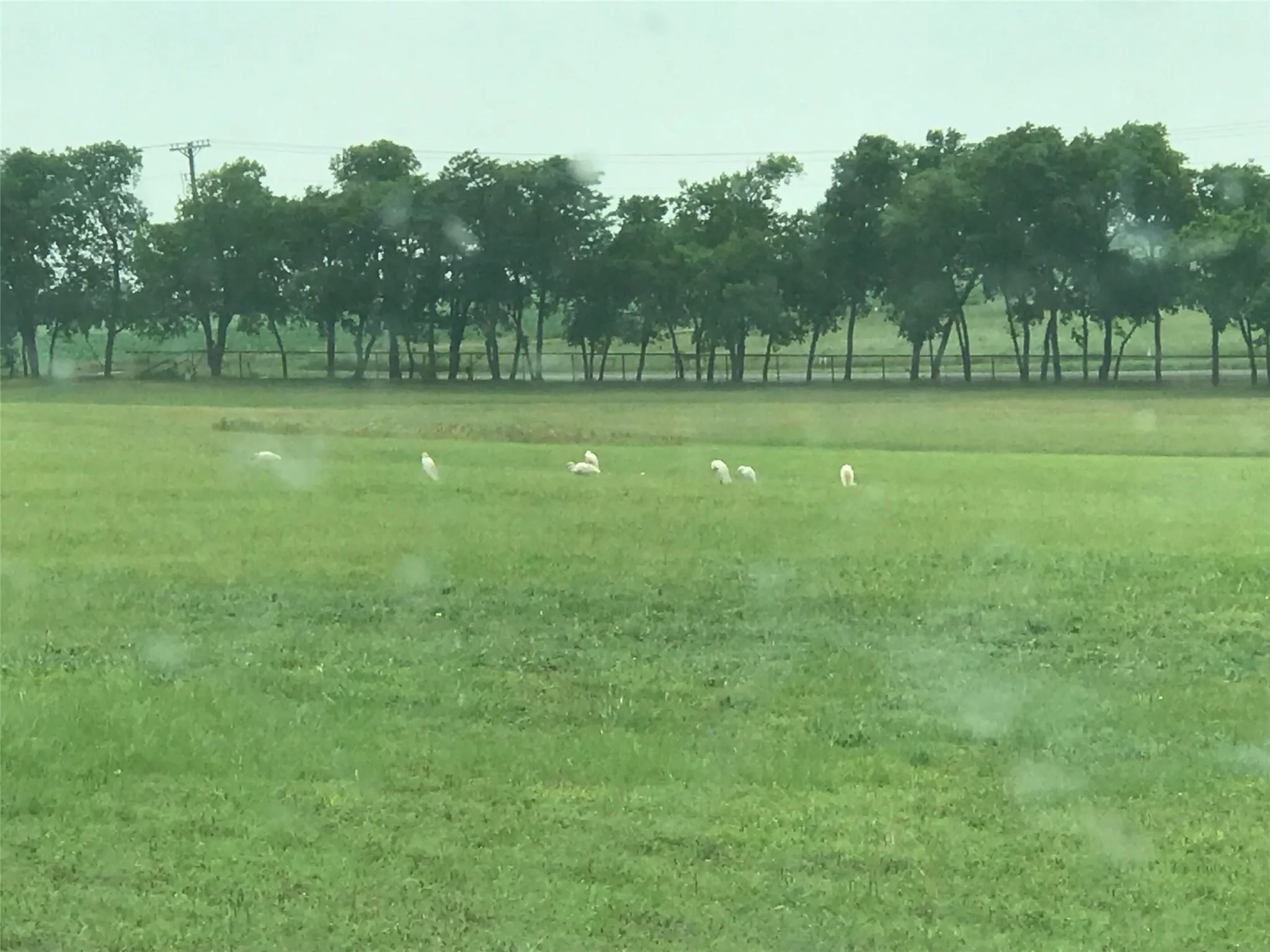 Unimproved Land For Sale in Collin County , 000 County Road 168, Mc Kinney, Texas 75071, 0, 0, Garage spaces, 0 Sqft, built in 0, Price $1,120,000, mls#21344372, Real Estate Agent in Mc Kinney, Homes For Sale in Collin county, Homes For Sale in Mc Kinney, Realtor in Mc Kinney Texas, Real Estate Brokerage Independent Realty Texas, Luminita Cordes Realtor