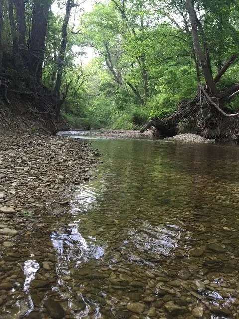 Creek in the back property line within the trees.