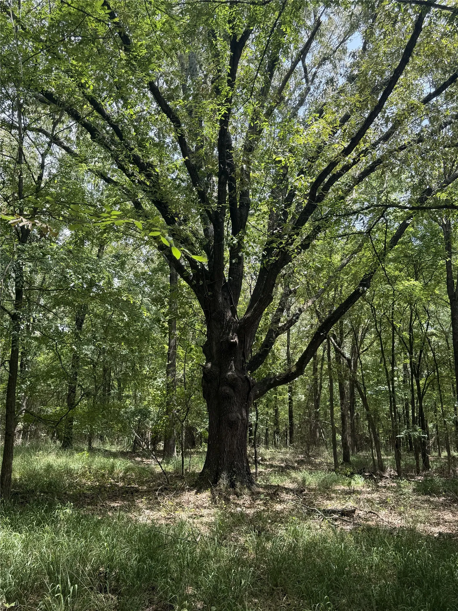 Unimproved Land For Sale in Wood County , 0 Private Road 5292, Yantis, Texas 75497, 0, 0, Garage spaces, 0 Sqft, built in 0, Price $224,000, mls#21345925, Real Estate Agent in Yantis, Homes For Sale in Wood county, Homes For Sale in Yantis, Realtor in Yantis Texas, Real Estate Brokerage Independent Realty Texas, Luminita Cordes Realtor