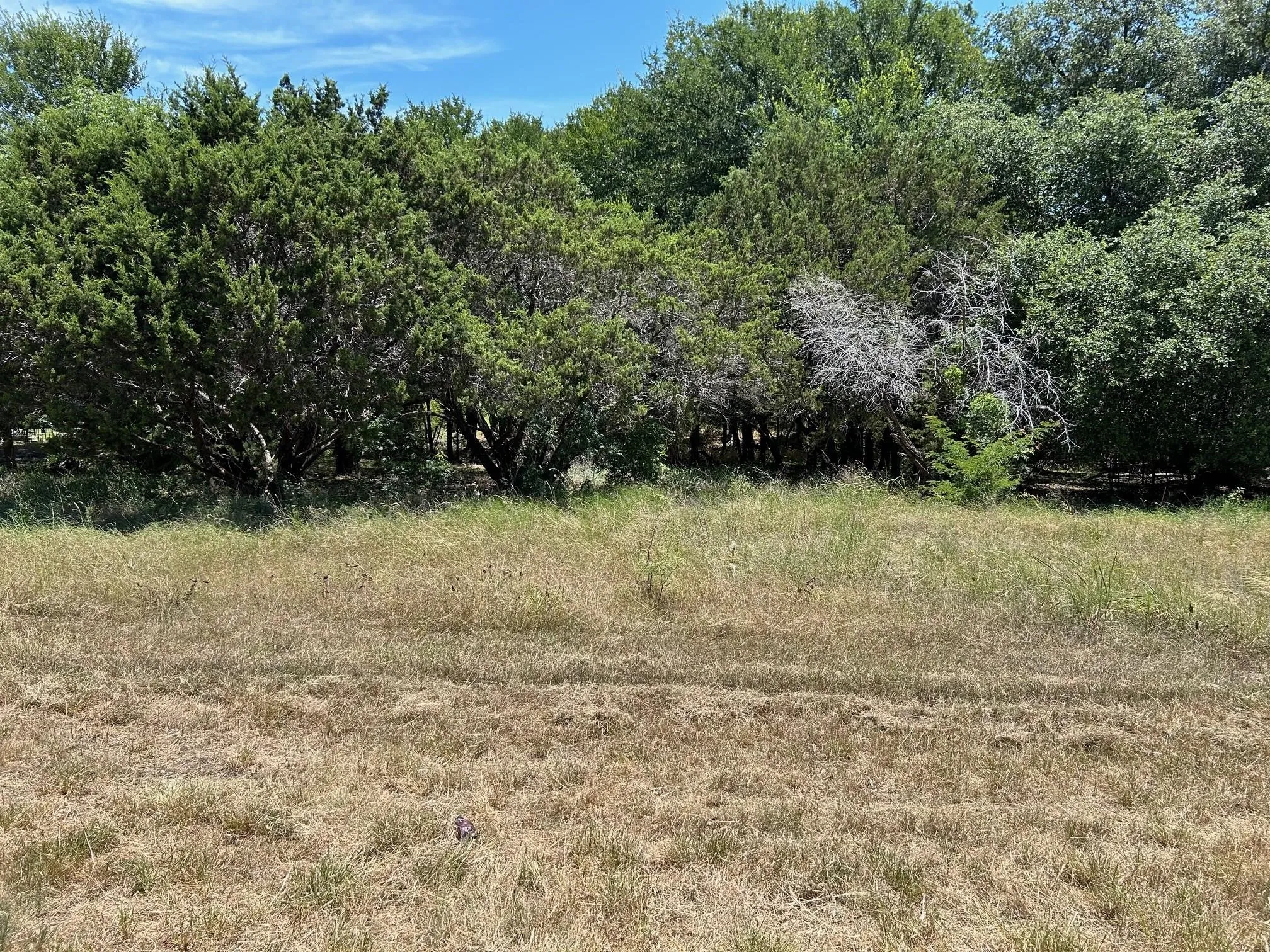 Expansive natural landscape featuring a mix of mature trees and open grassy areas
