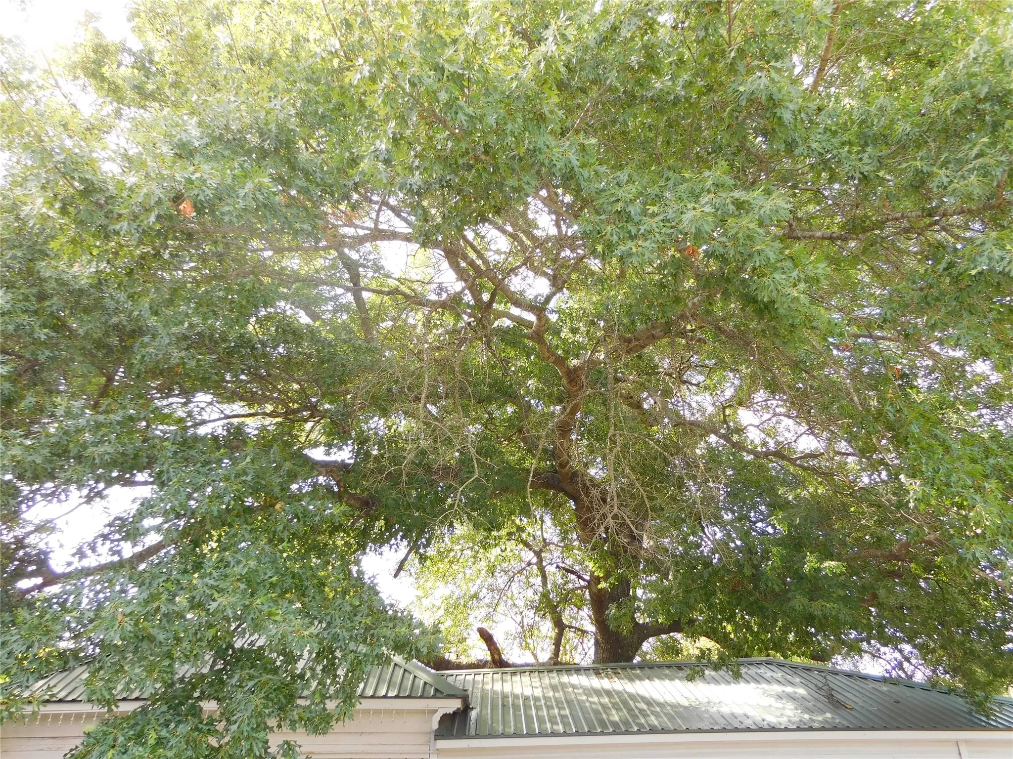 Single Family Residence For Sale in Navarro County , 106 N 1st Street W, Dawson, Texas 76639, 2 Bedroom, 2 Bathroom, Garage spaces, 1,990 Sqft, built in 1925, mls#21346240, Real Estate Agent in Dawson, Homes For Sale in Navarro county, Homes For Sale in Dawson, Realtor in Dawson Texas, Real Estate Brokerage Independent Realty Texas, Luminita Cordes Realtor