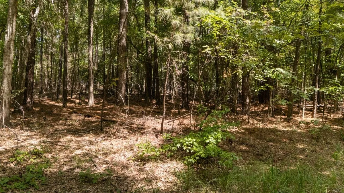 Unimproved Land For Sale in Henderson County , 21980 Barron Road, Chandler, Texas 75758, 0, 0, Garage spaces, 0 Sqft, built in 0, mls#21346437, Real Estate Agent in Chandler, Homes For Sale in Henderson county, Homes For Sale in Chandler, Realtor in Chandler Texas, Real Estate Brokerage Independent Realty Texas, Luminita Cordes Realtor