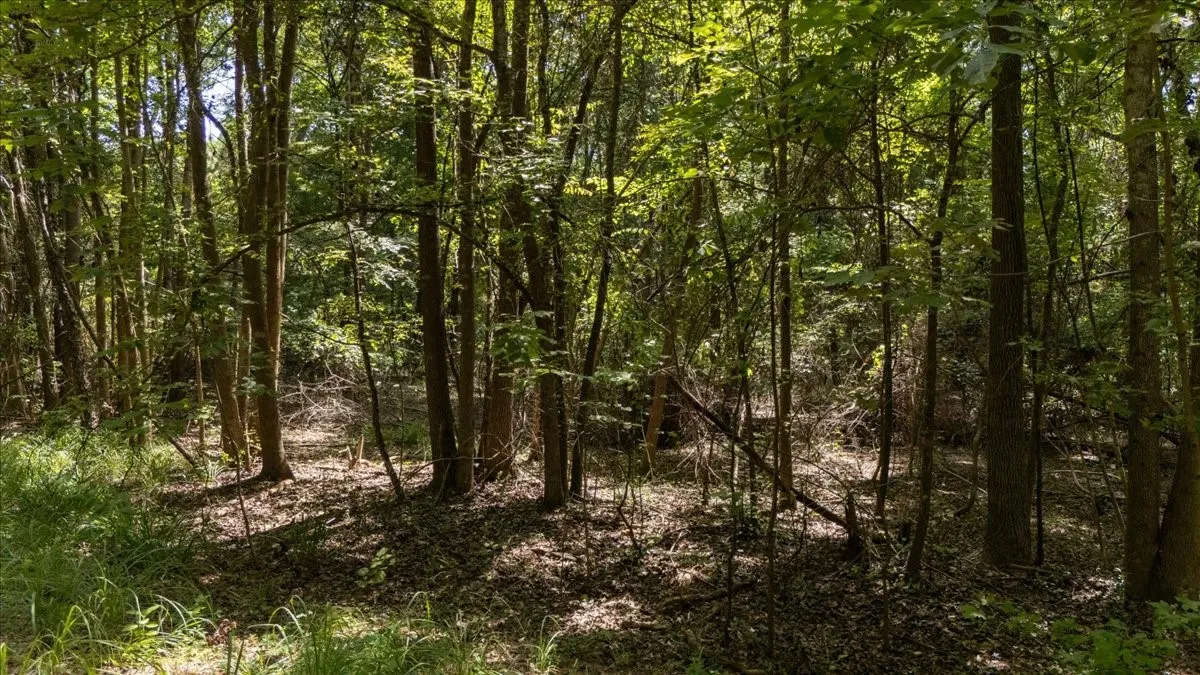 Unimproved Land For Sale in Henderson County , 21980 Barron Road, Chandler, Texas 75758, 0, 0, Garage spaces, 0 Sqft, built in 0, mls#21346437, Real Estate Agent in Chandler, Homes For Sale in Henderson county, Homes For Sale in Chandler, Realtor in Chandler Texas, Real Estate Brokerage Independent Realty Texas, Luminita Cordes Realtor
