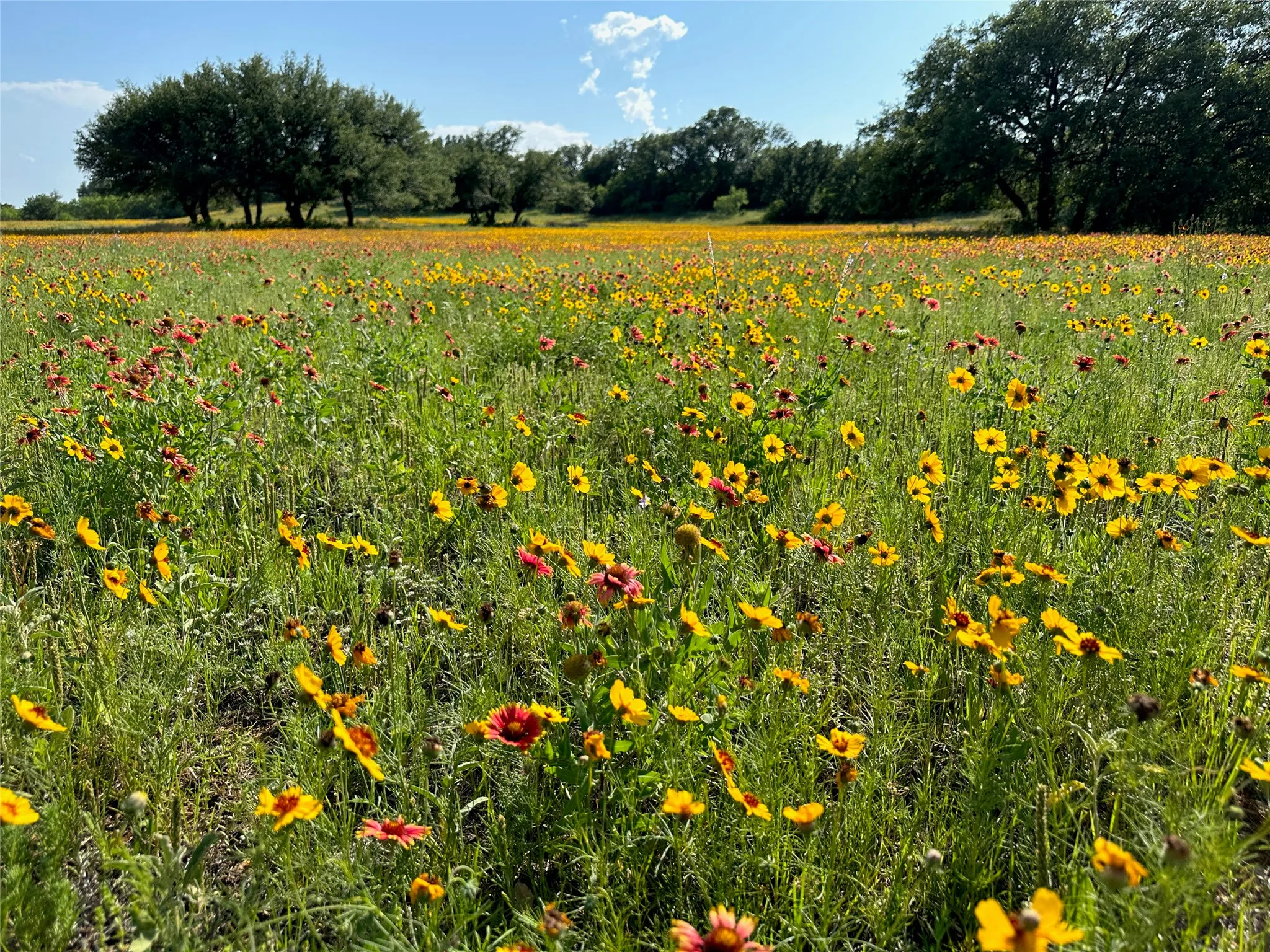 Unimproved Land For Sale in Brown County , 385 N Beacon Lane, Brownwood, Texas 76801, 0, 0, Garage spaces, 0 Sqft, built in 0, Price $21,500, mls#21346470, Real Estate Agent in Brownwood, Homes For Sale in Brown county, Homes For Sale in Brownwood, Realtor in Brownwood Texas, Real Estate Brokerage Independent Realty Texas, Luminita Cordes Realtor