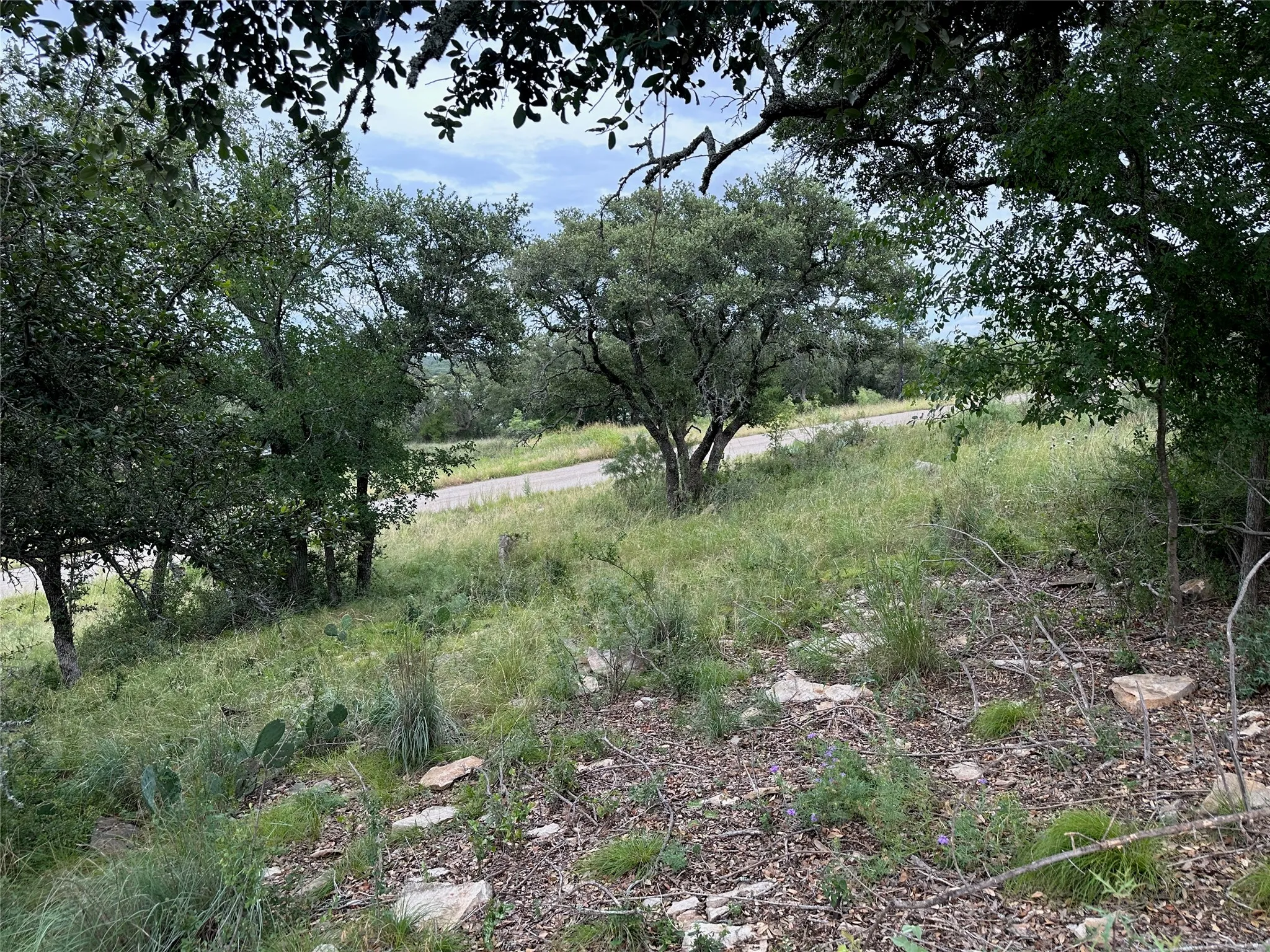 Expansive natural landscape featuring mature trees, varied green foliage, and scattered rock elements