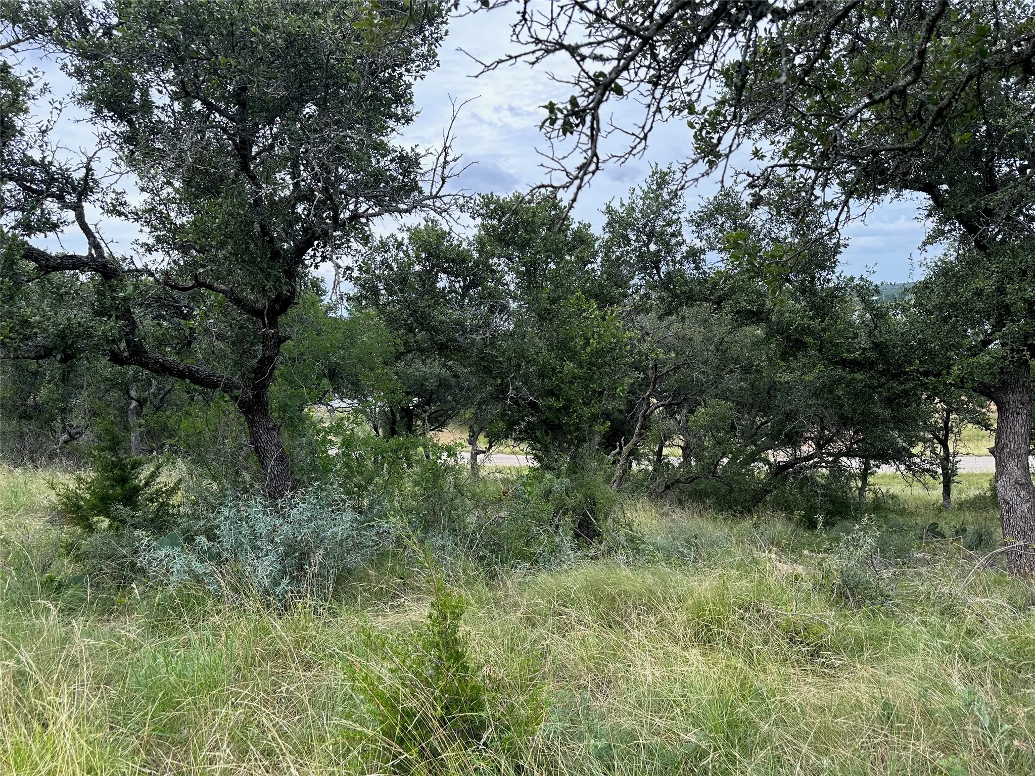 Wooded lot with mature trees and natural vegetation