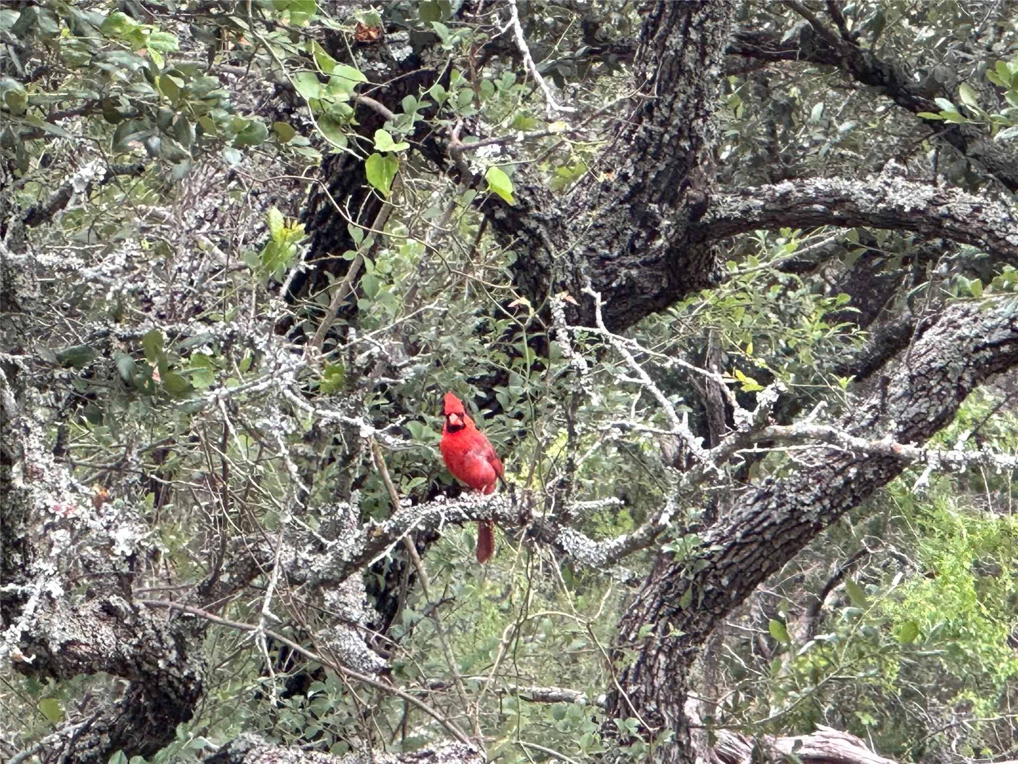 Red bird