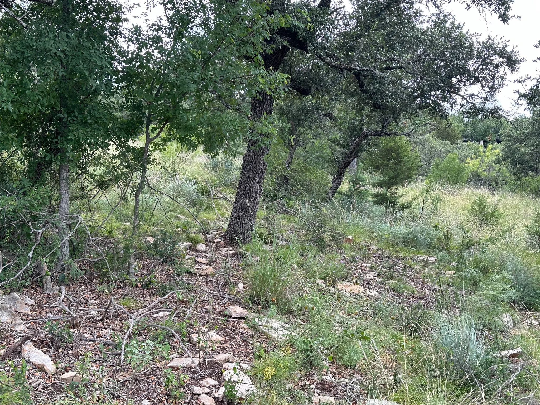 Natural landscape featuring mature trees and varied green foliage