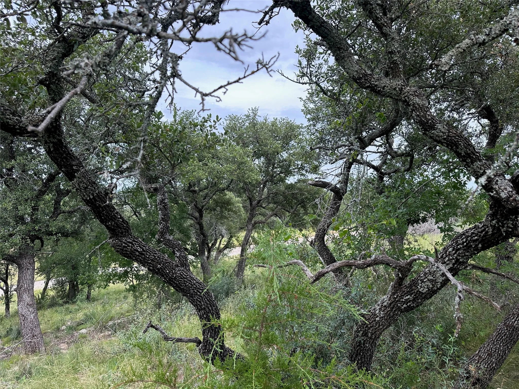 Mature trees with green foliage and textured bark