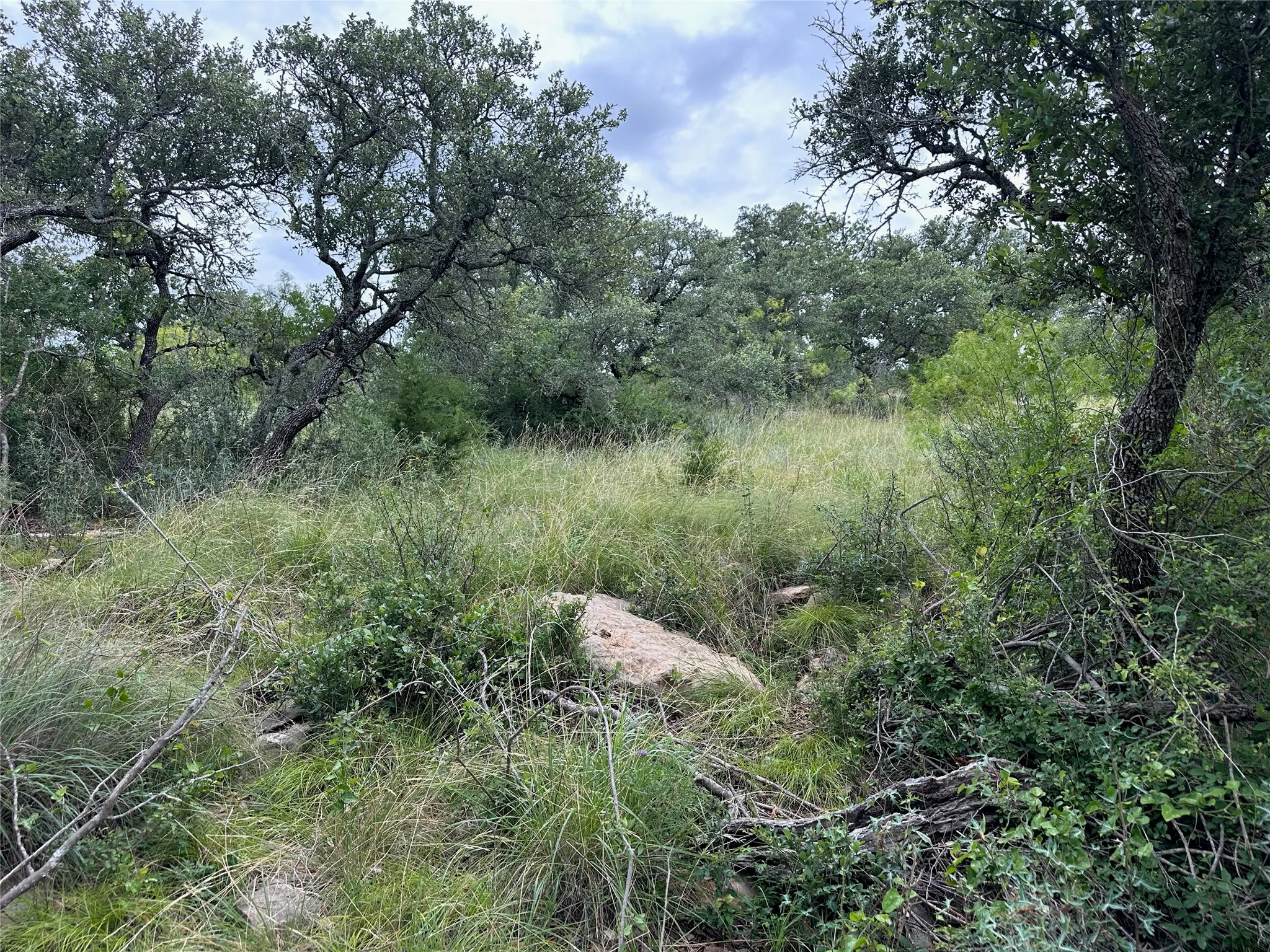 Expansive natural landscape featuring mature trees, diverse ground cover, and natural rock formations