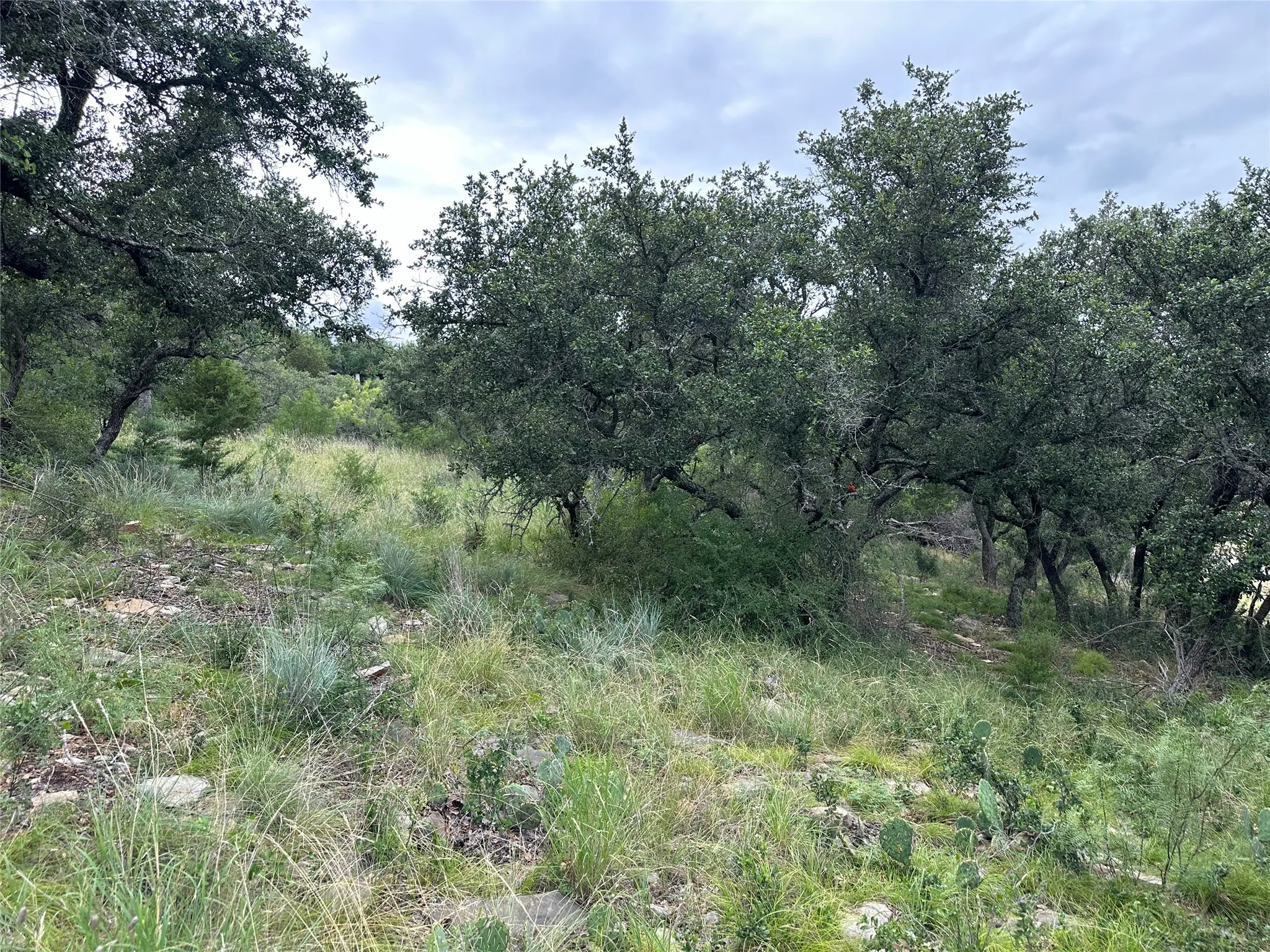 Natural terrain featuring mature trees, varied ground cover, and scattered rock formations