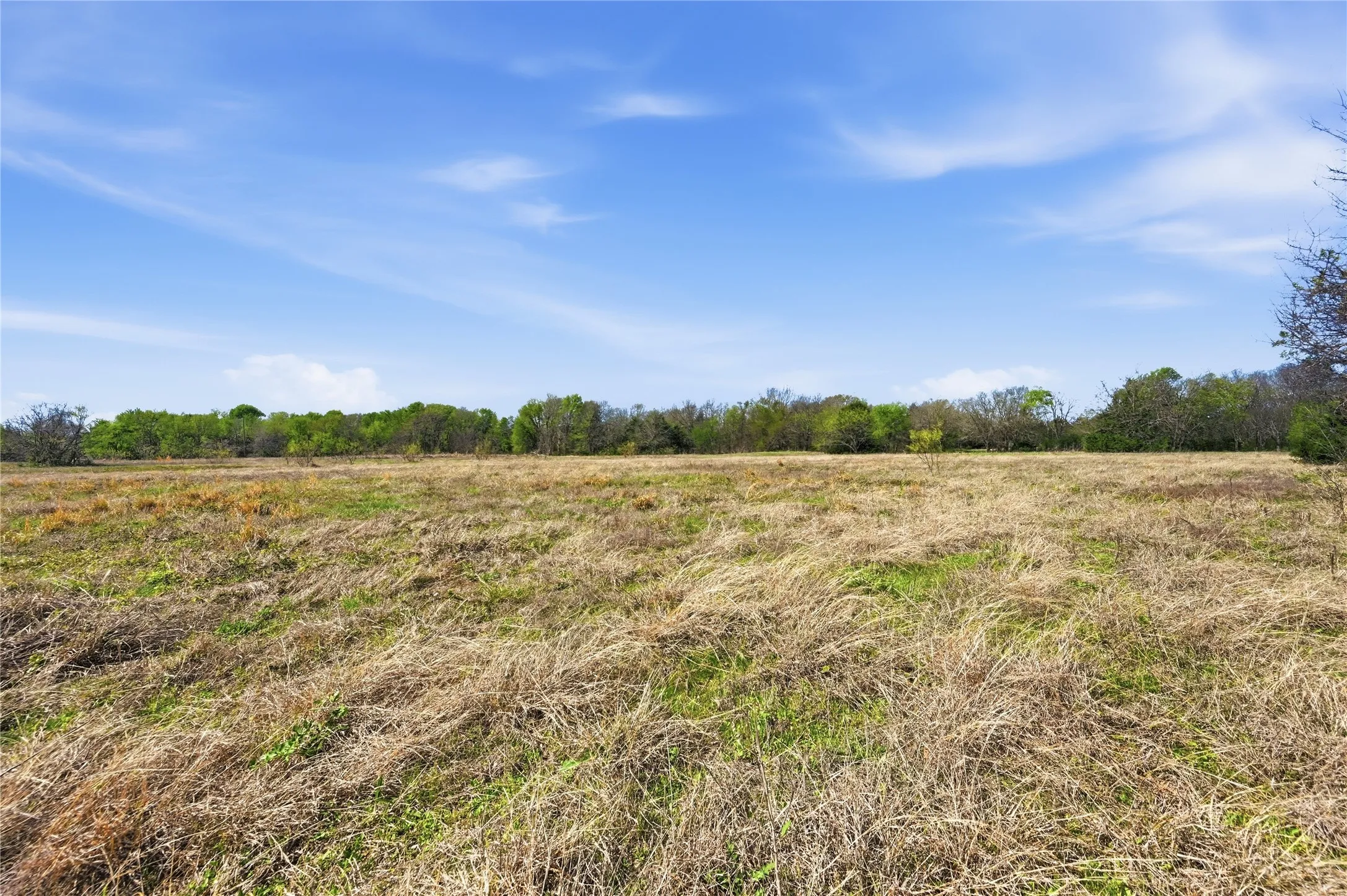 Expansive open field with natural ground cover, bordered by a dense line of mature trees