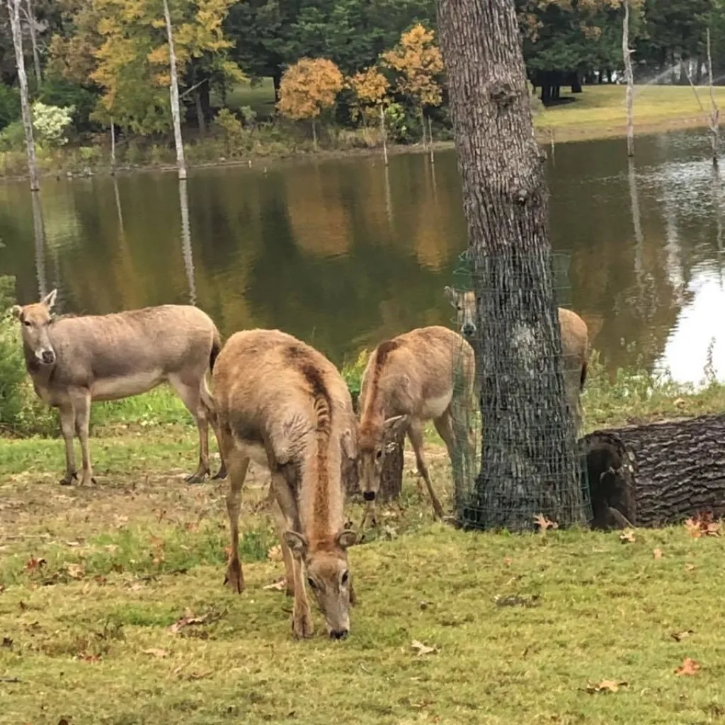 Unimproved Land For Sale in Henderson County , 000 Watters Edge Drive, Larue, Texas 75770, 0, 0, Garage spaces, 0 Sqft, built in 0, Price $159,000, mls#21347074, Real Estate Agent in Larue, Homes For Sale in Henderson county, Homes For Sale in Larue, Realtor in Larue Texas, Real Estate Brokerage Independent Realty Texas, Luminita Cordes Realtor