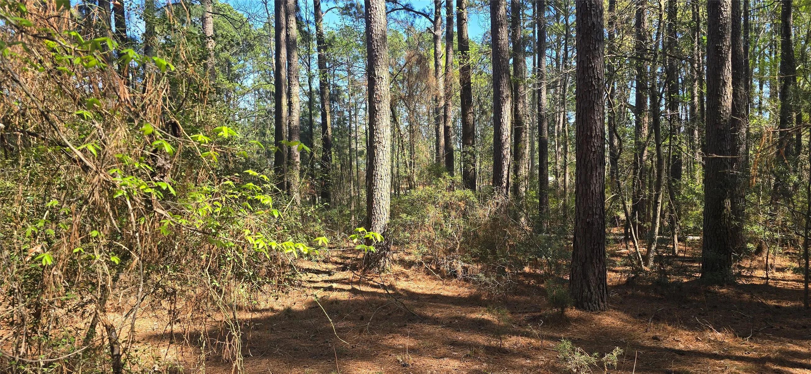 Wooded landscape featuring mature pine trees and natural undergrowth
