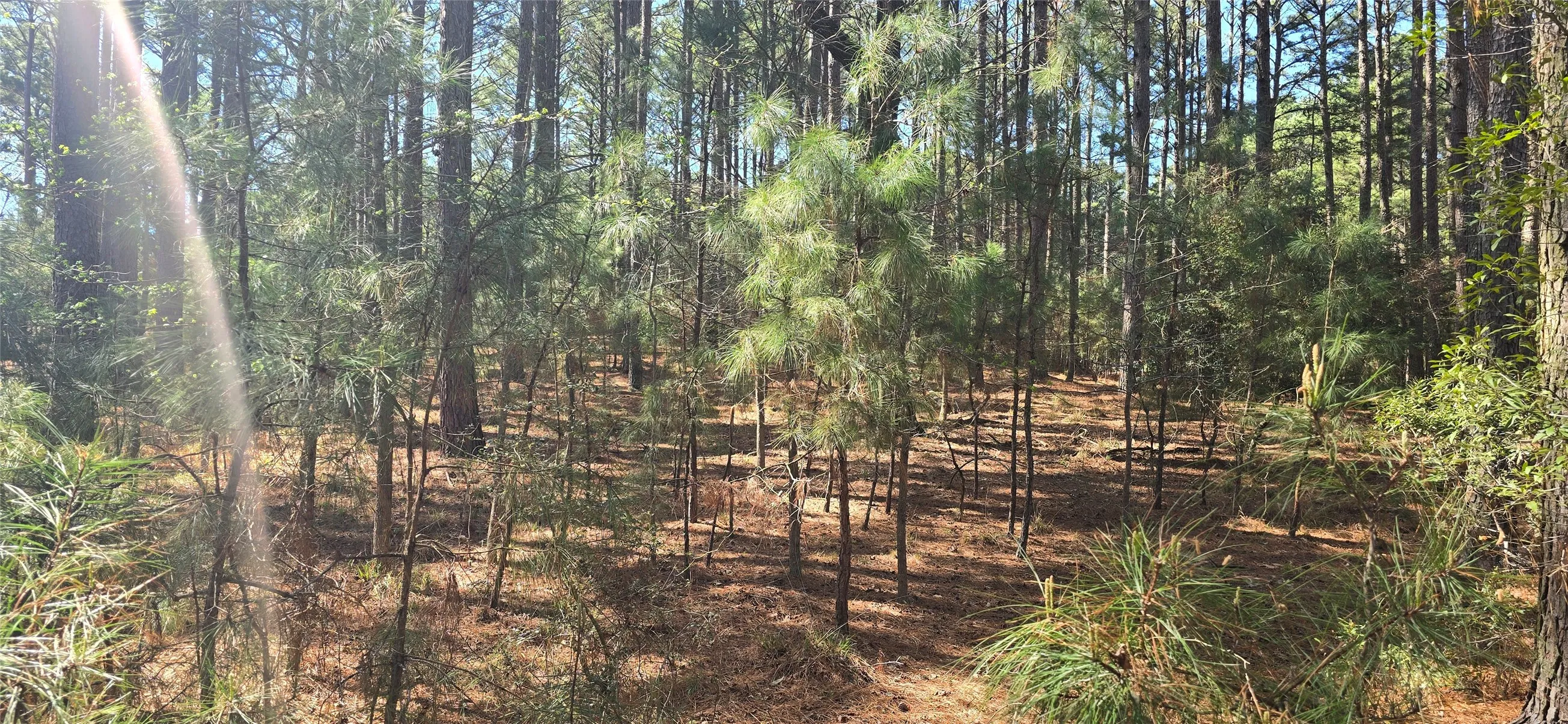 Mature pine forest with diverse undergrowth