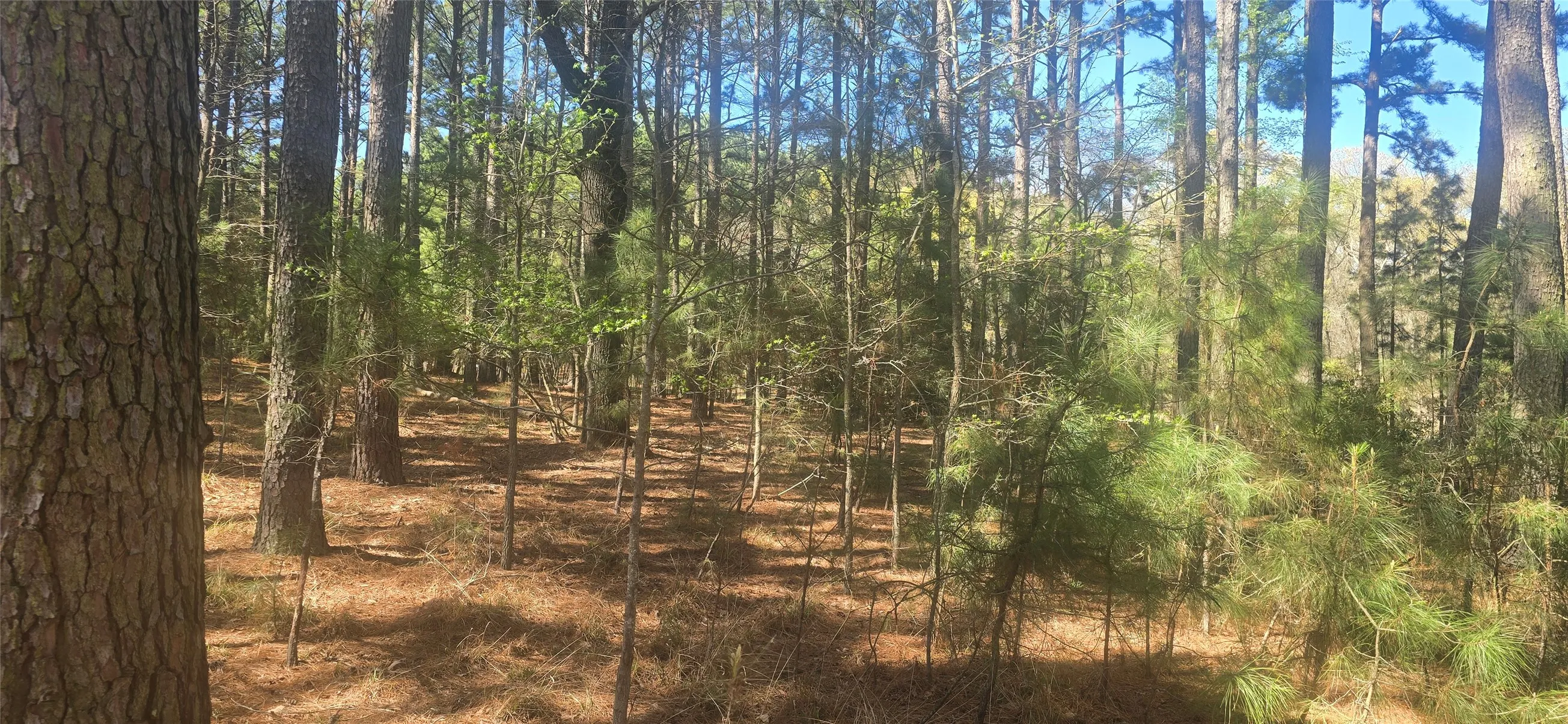 Forested parcel featuring mature pine trees, varied undergrowth, and a ground cover of pine straw