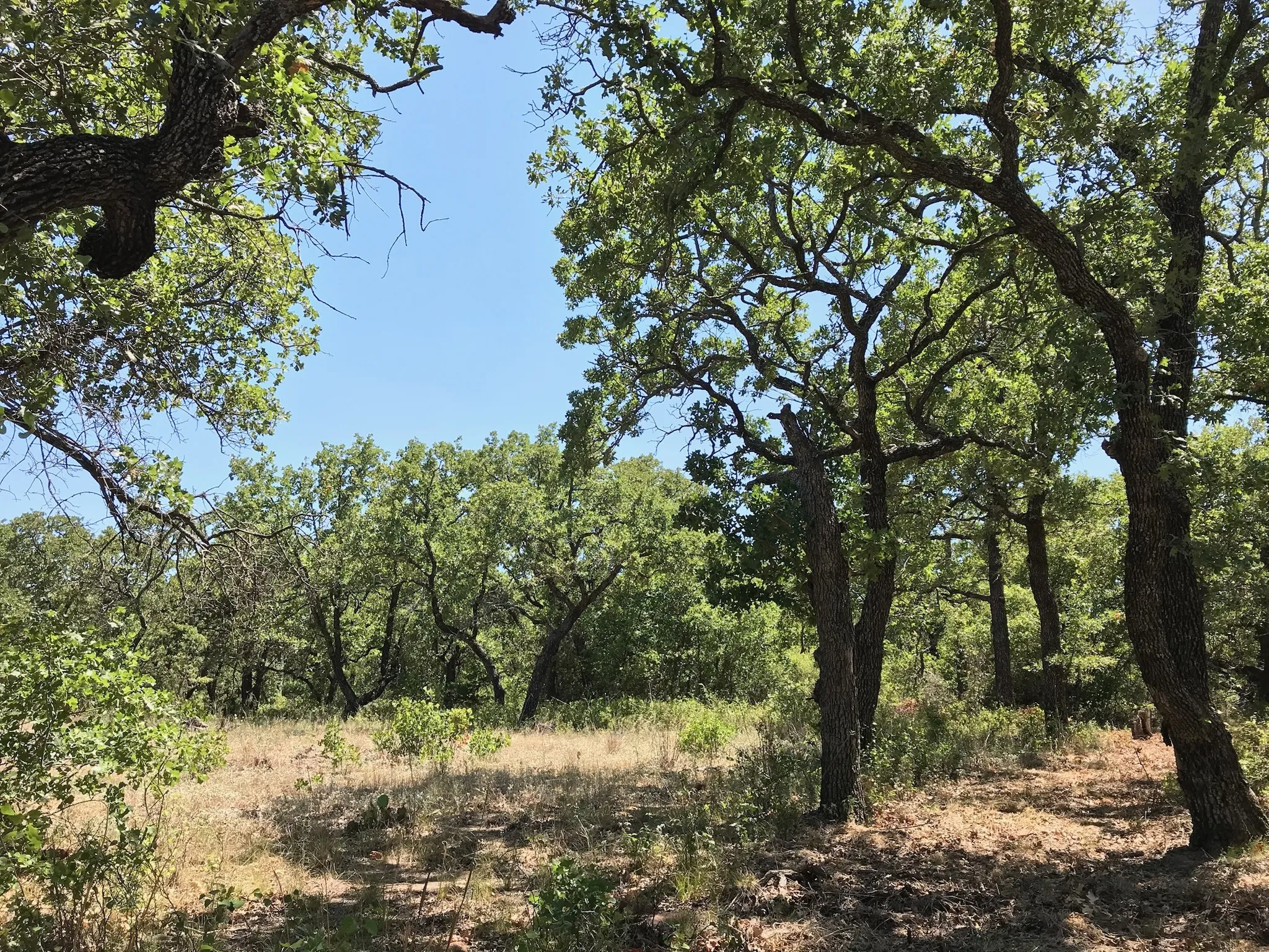 Unimproved Land For Sale in Palo Pinto County , A10 Glenhollow Drive, Gordon, Texas 76453, 0, 0, Garage spaces, 0 Sqft, built in 0, Price $14,500, mls#21346827, Real Estate Agent in Gordon, Homes For Sale in Palo Pinto county, Homes For Sale in Gordon, Realtor in Gordon Texas, Real Estate Brokerage Independent Realty Texas, Luminita Cordes Realtor
