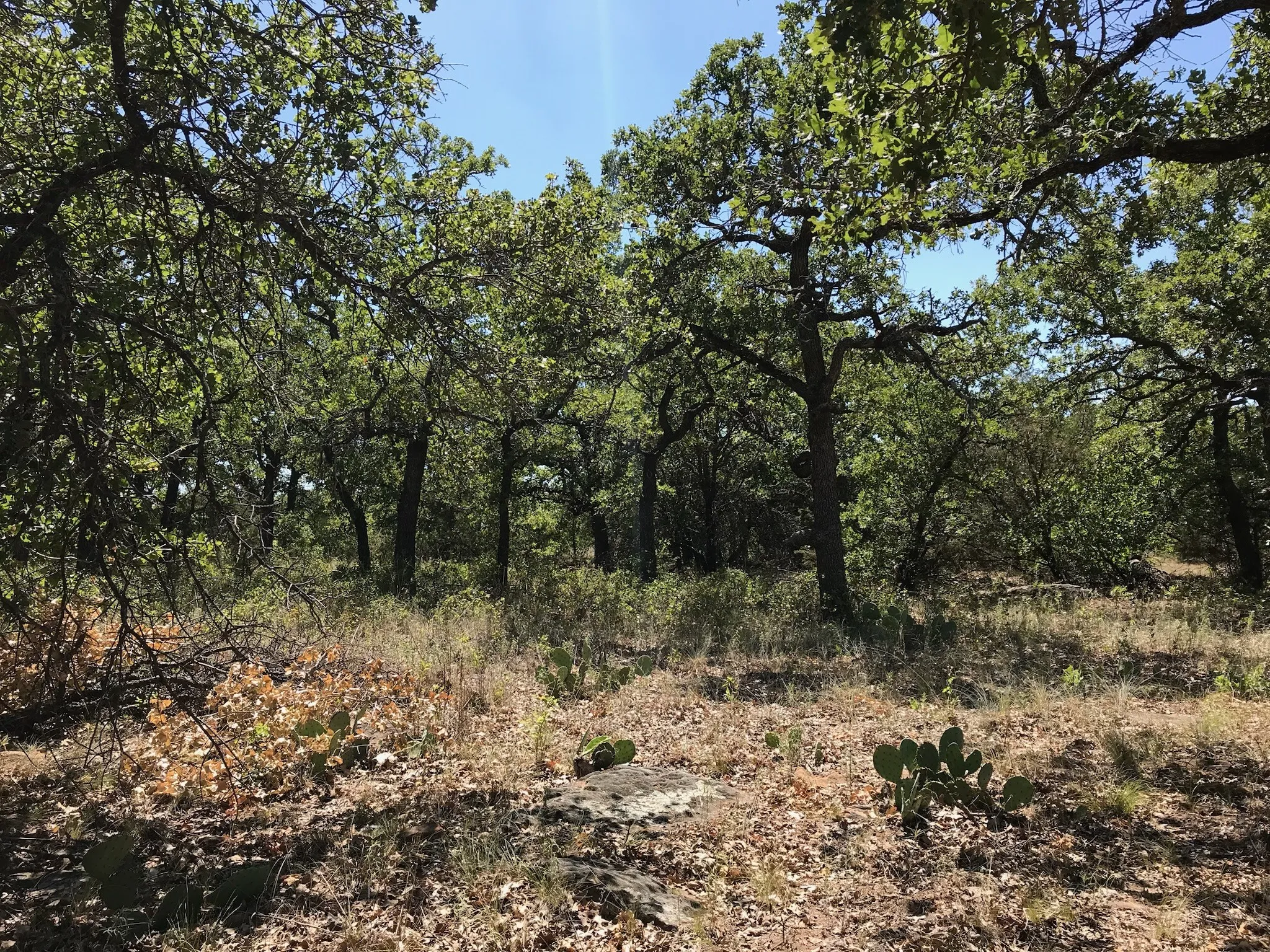 Unimproved Land For Sale in Palo Pinto County , A10 Glenhollow Drive, Gordon, Texas 76453, 0, 0, Garage spaces, 0 Sqft, built in 0, Price $14,500, mls#21346827, Real Estate Agent in Gordon, Homes For Sale in Palo Pinto county, Homes For Sale in Gordon, Realtor in Gordon Texas, Real Estate Brokerage Independent Realty Texas, Luminita Cordes Realtor