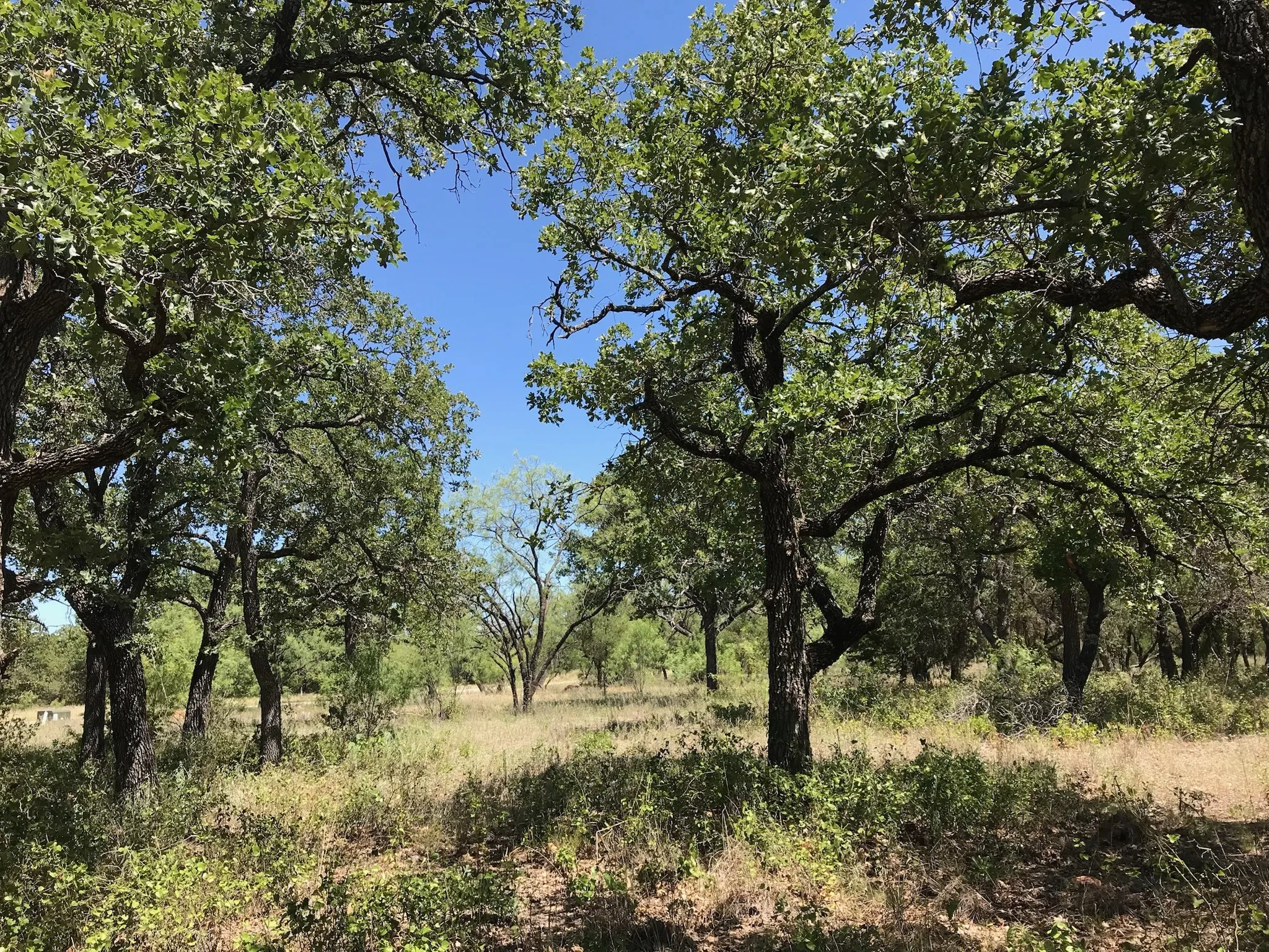 Unimproved Land For Sale in Palo Pinto County , A10 Glenhollow Drive, Gordon, Texas 76453, 0, 0, Garage spaces, 0 Sqft, built in 0, Price $14,500, mls#21346827, Real Estate Agent in Gordon, Homes For Sale in Palo Pinto county, Homes For Sale in Gordon, Realtor in Gordon Texas, Real Estate Brokerage Independent Realty Texas, Luminita Cordes Realtor
