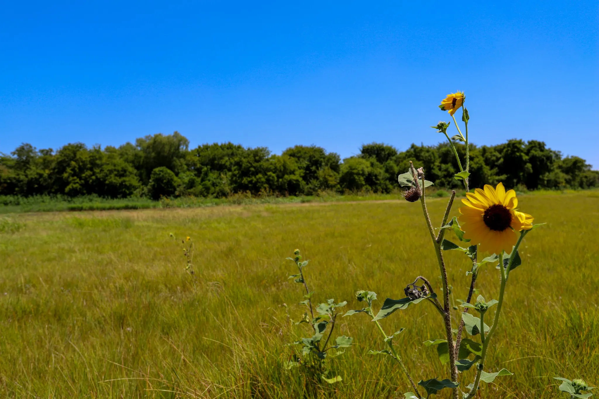 Unimproved Land For Sale in Mc Lennan County , TBD New Windsor Parkway, Mc Gregor, Texas 76657, 0, 0, Garage spaces, 0 Sqft, built in 0, mls#21342938, Real Estate Agent in Mc Gregor, Homes For Sale in Mc Lennan county, Homes For Sale in Mc Gregor, Realtor in Mc Gregor Texas, Real Estate Brokerage Independent Realty Texas, Luminita Cordes Realtor