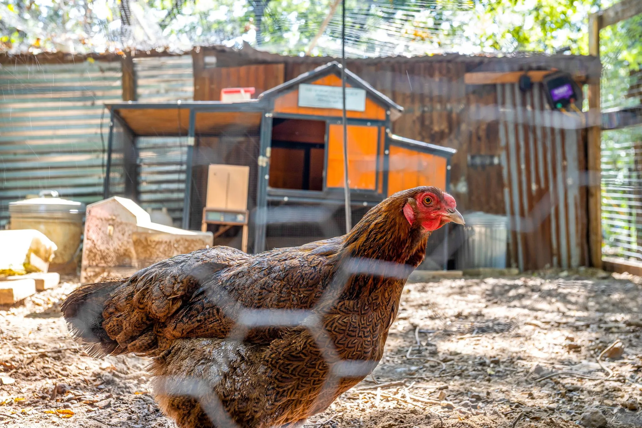 Chicken coop
