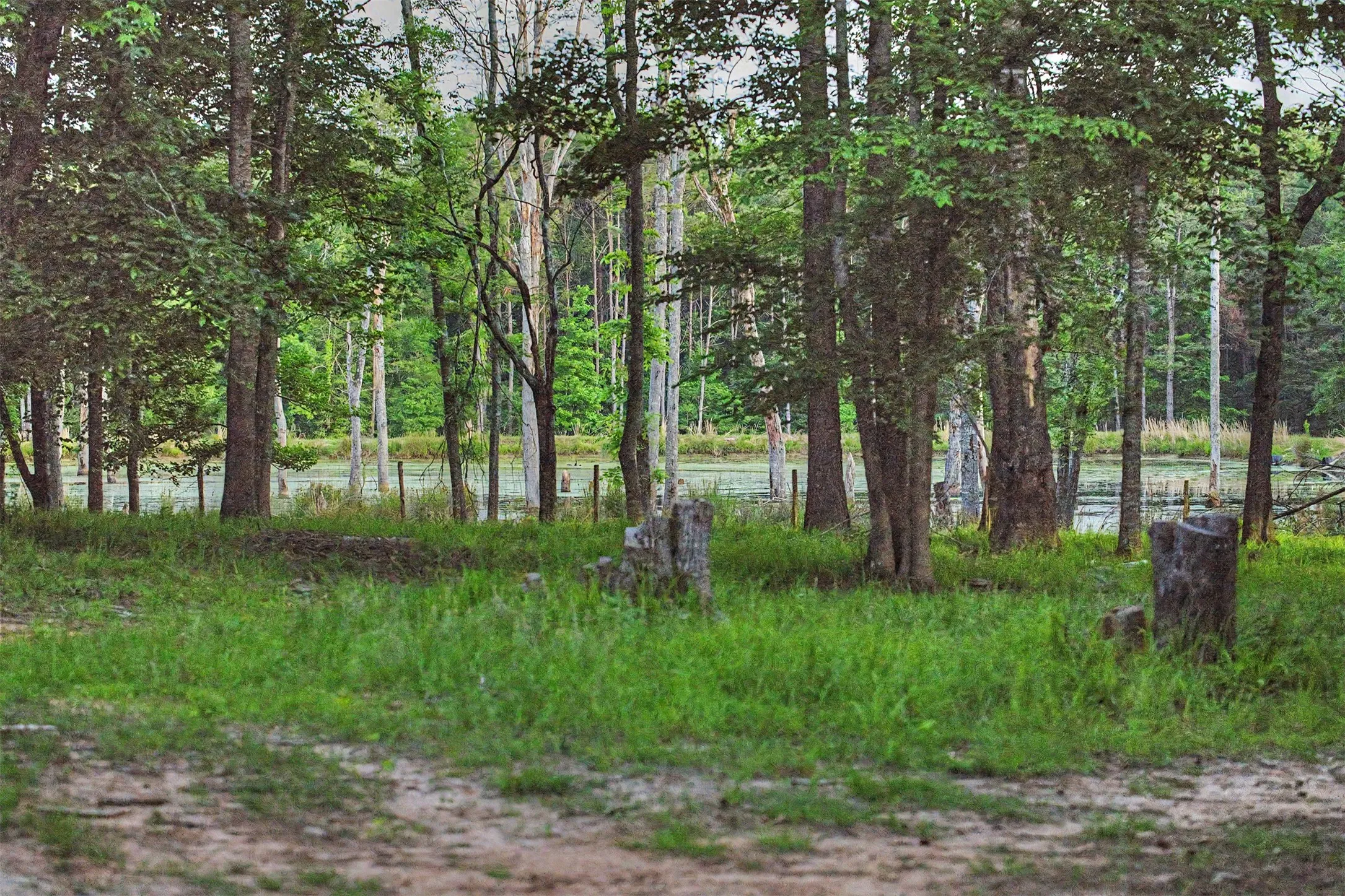 Ranch For Sale in Panola County , 00 County Road 448, Carthage, Texas 75633, 0, 0, Garage spaces, 0 Sqft, built in 0, mls#21321044, Real Estate Agent in Carthage, Homes For Sale in Panola county, Homes For Sale in Carthage, Realtor in Carthage Texas, Real Estate Brokerage Independent Realty Texas, Luminita Cordes Realtor