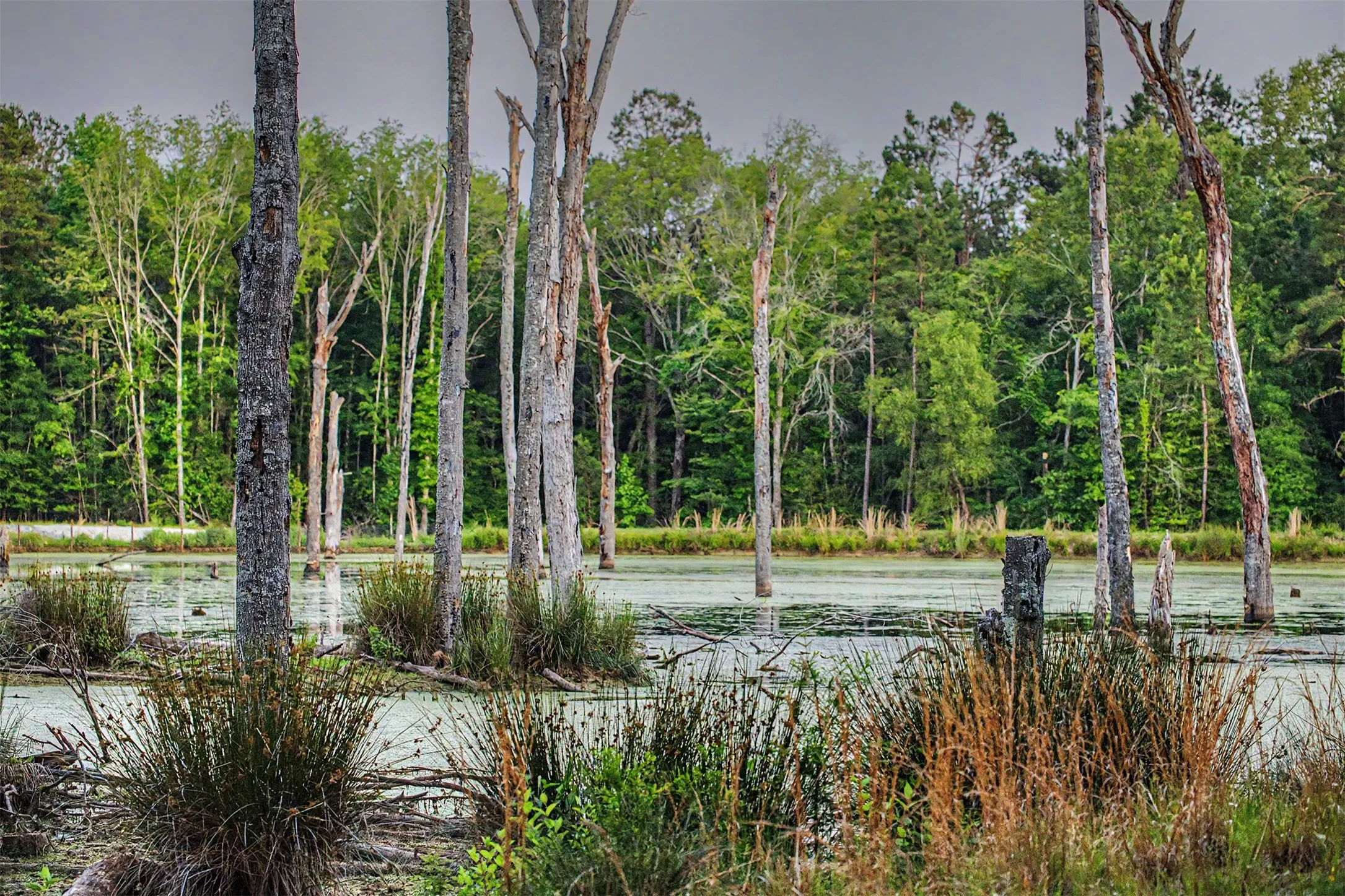 Ranch For Sale in Panola County , 00 County Road 448, Carthage, Texas 75633, 0, 0, Garage spaces, 0 Sqft, built in 0, mls#21321044, Real Estate Agent in Carthage, Homes For Sale in Panola county, Homes For Sale in Carthage, Realtor in Carthage Texas, Real Estate Brokerage Independent Realty Texas, Luminita Cordes Realtor