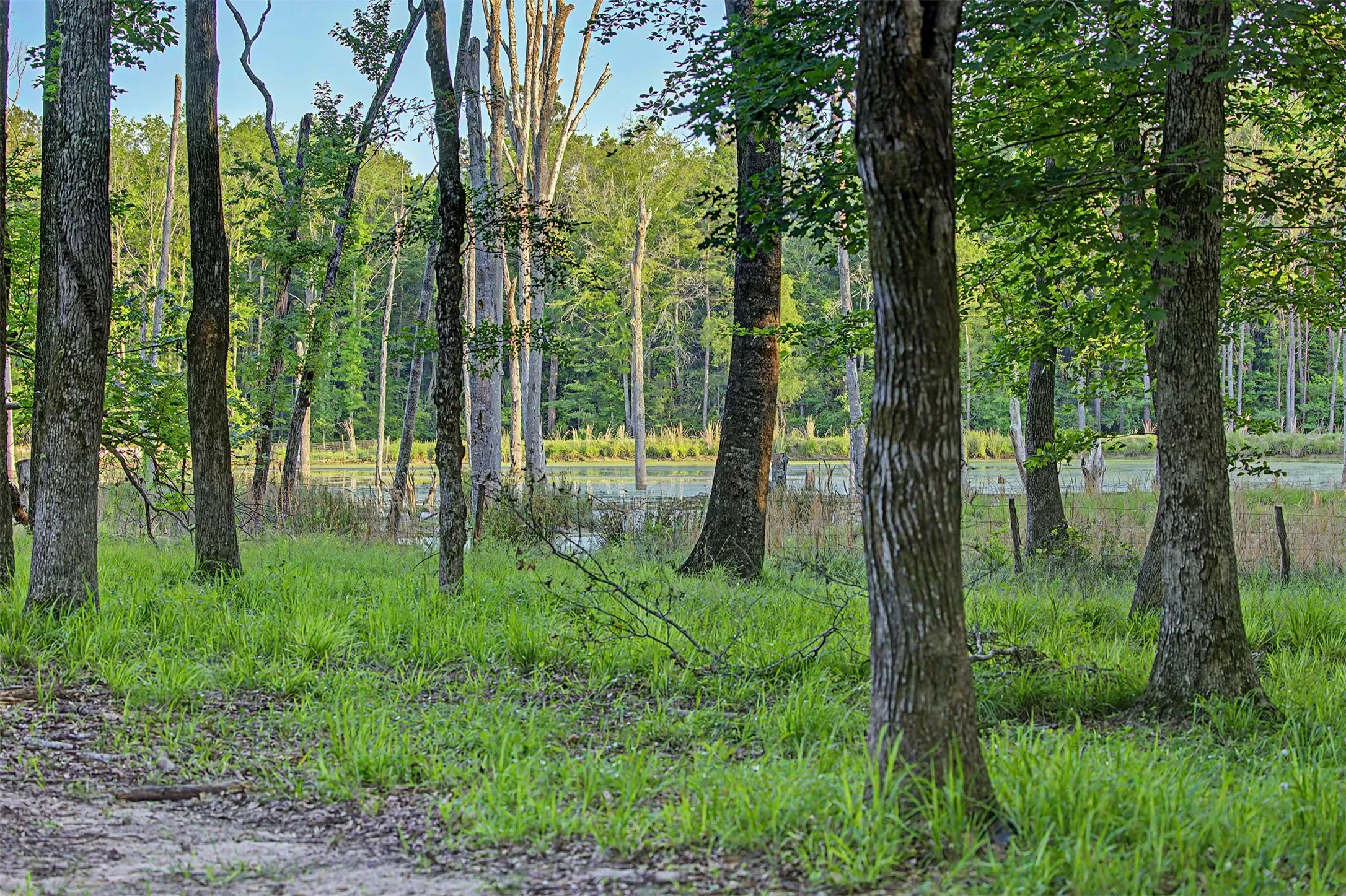 Ranch For Sale in Panola County , 00 County Road 448, Carthage, Texas 75633, 0, 0, Garage spaces, 0 Sqft, built in 0, mls#21321044, Real Estate Agent in Carthage, Homes For Sale in Panola county, Homes For Sale in Carthage, Realtor in Carthage Texas, Real Estate Brokerage Independent Realty Texas, Luminita Cordes Realtor