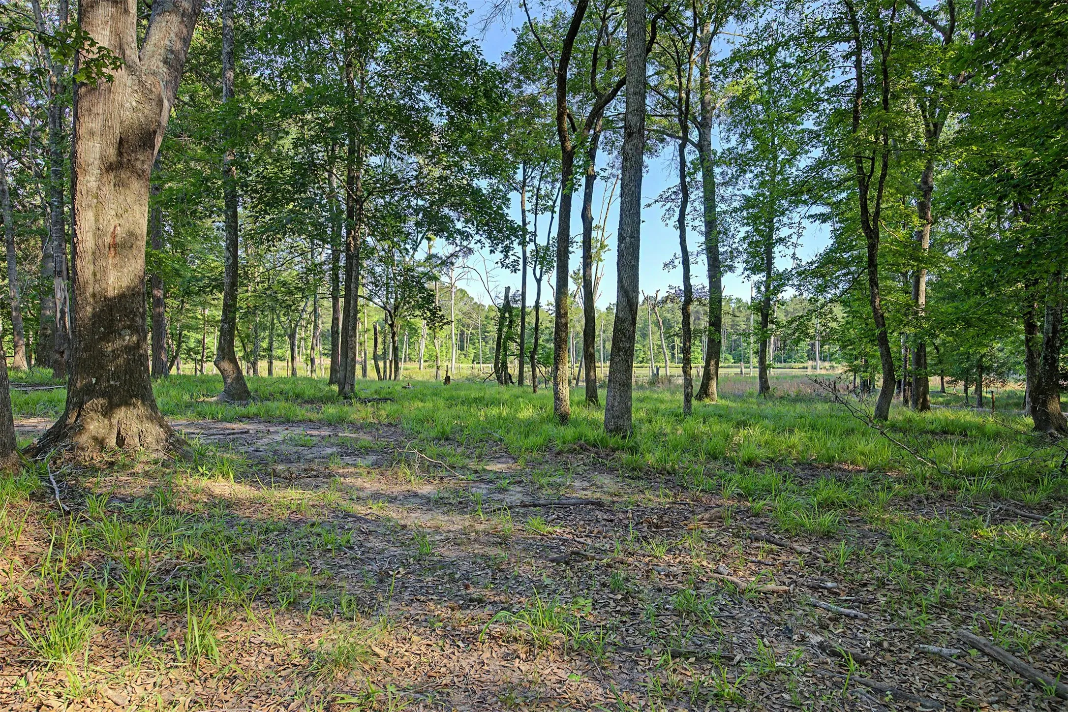 Ranch For Sale in Panola County , 00 County Road 448, Carthage, Texas 75633, 0, 0, Garage spaces, 0 Sqft, built in 0, mls#21321044, Real Estate Agent in Carthage, Homes For Sale in Panola county, Homes For Sale in Carthage, Realtor in Carthage Texas, Real Estate Brokerage Independent Realty Texas, Luminita Cordes Realtor