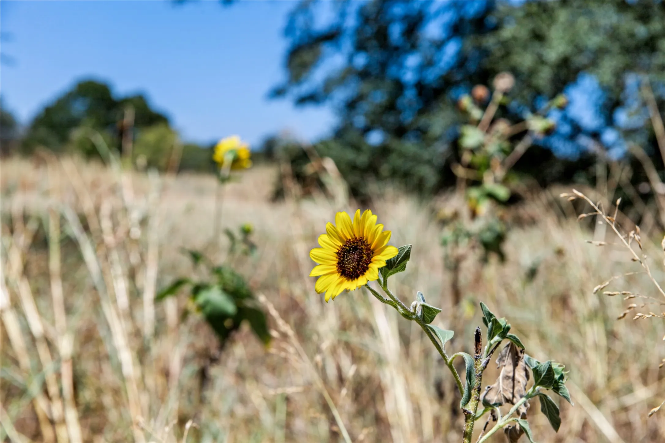 Unimproved Land For Sale in Coryell County , 461 Grand Canyon Drive, Oglesby, Texas 76561, 0, 0, Garage spaces, 0 Sqft, built in 0, Price $170,000, mls#21345620, Real Estate Agent in Oglesby, Homes For Sale in Coryell county, Homes For Sale in Oglesby, Realtor in Oglesby Texas, Real Estate Brokerage Independent Realty Texas, Luminita Cordes Realtor