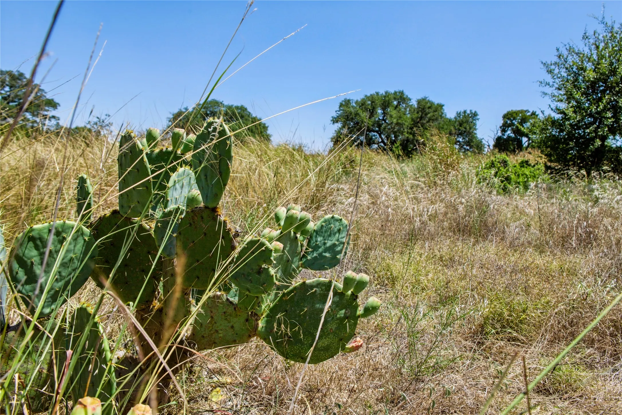 Unimproved Land For Sale in Coryell County , 461 Grand Canyon Drive, Oglesby, Texas 76561, 0, 0, Garage spaces, 0 Sqft, built in 0, Price $170,000, mls#21345620, Real Estate Agent in Oglesby, Homes For Sale in Coryell county, Homes For Sale in Oglesby, Realtor in Oglesby Texas, Real Estate Brokerage Independent Realty Texas, Luminita Cordes Realtor