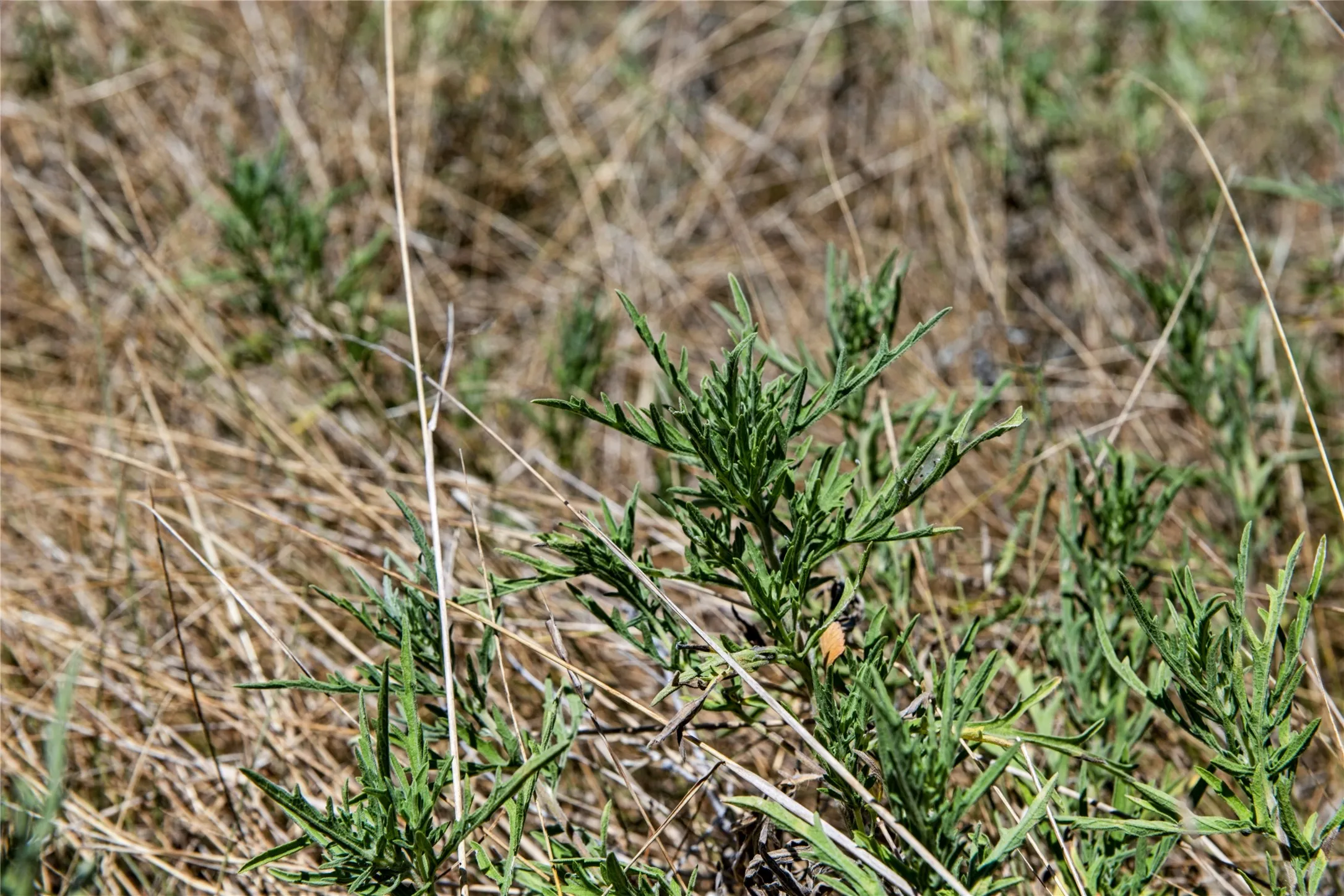 Unimproved Land For Sale in Coryell County , 461 Grand Canyon Drive, Oglesby, Texas 76561, 0, 0, Garage spaces, 0 Sqft, built in 0, Price $170,000, mls#21345620, Real Estate Agent in Oglesby, Homes For Sale in Coryell county, Homes For Sale in Oglesby, Realtor in Oglesby Texas, Real Estate Brokerage Independent Realty Texas, Luminita Cordes Realtor