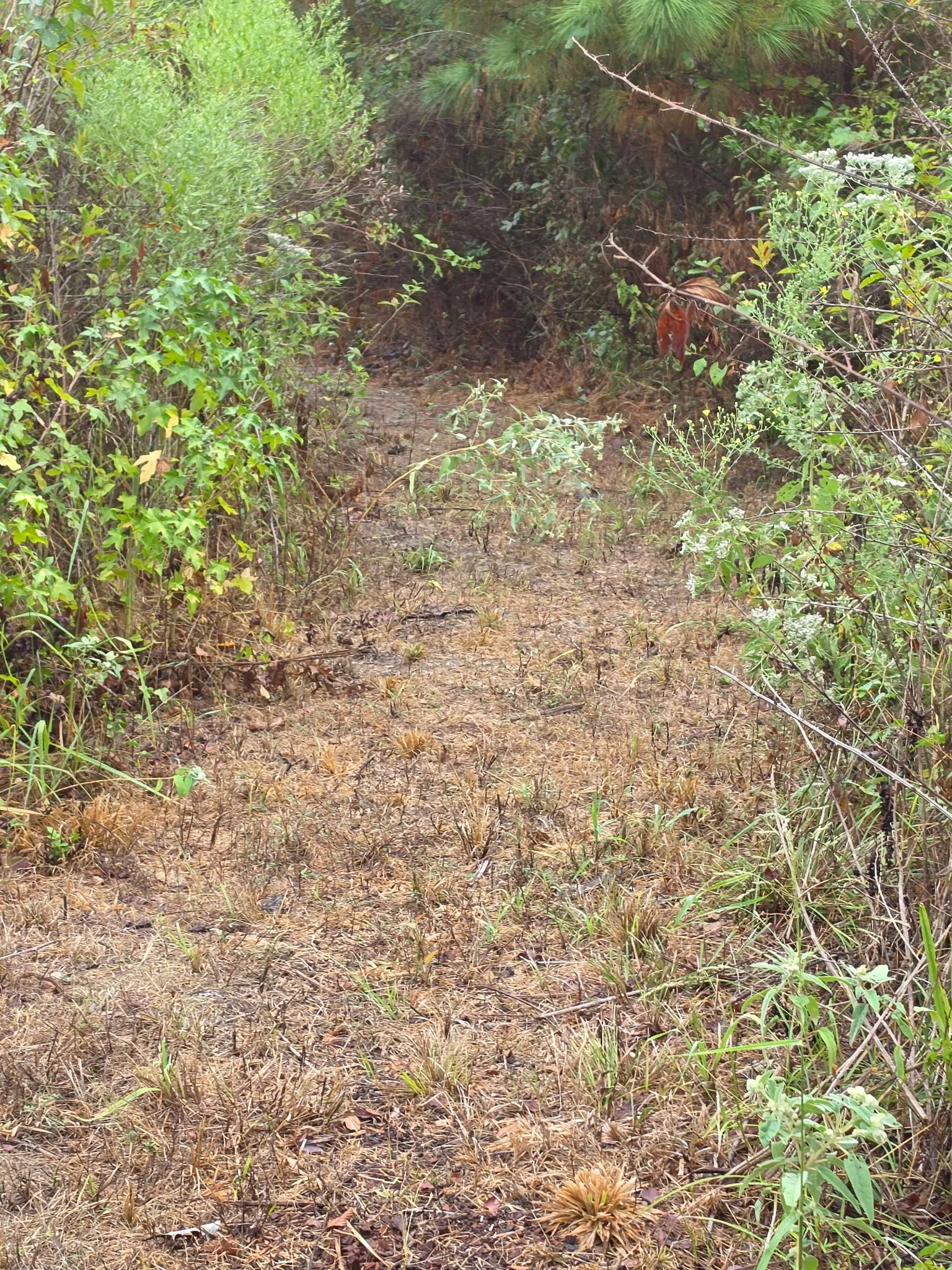 Improved Land For Sale in Marion County , 551 Pleasure Point Rd, No City, Texas 75668, 0, 0, Garage spaces, 0 Sqft, built in 0, mls#21347634, Real Estate Agent in No City, Homes For Sale in Marion county, Homes For Sale in No City, Realtor in No City Texas, Real Estate Brokerage Independent Realty Texas, Luminita Cordes Realtor