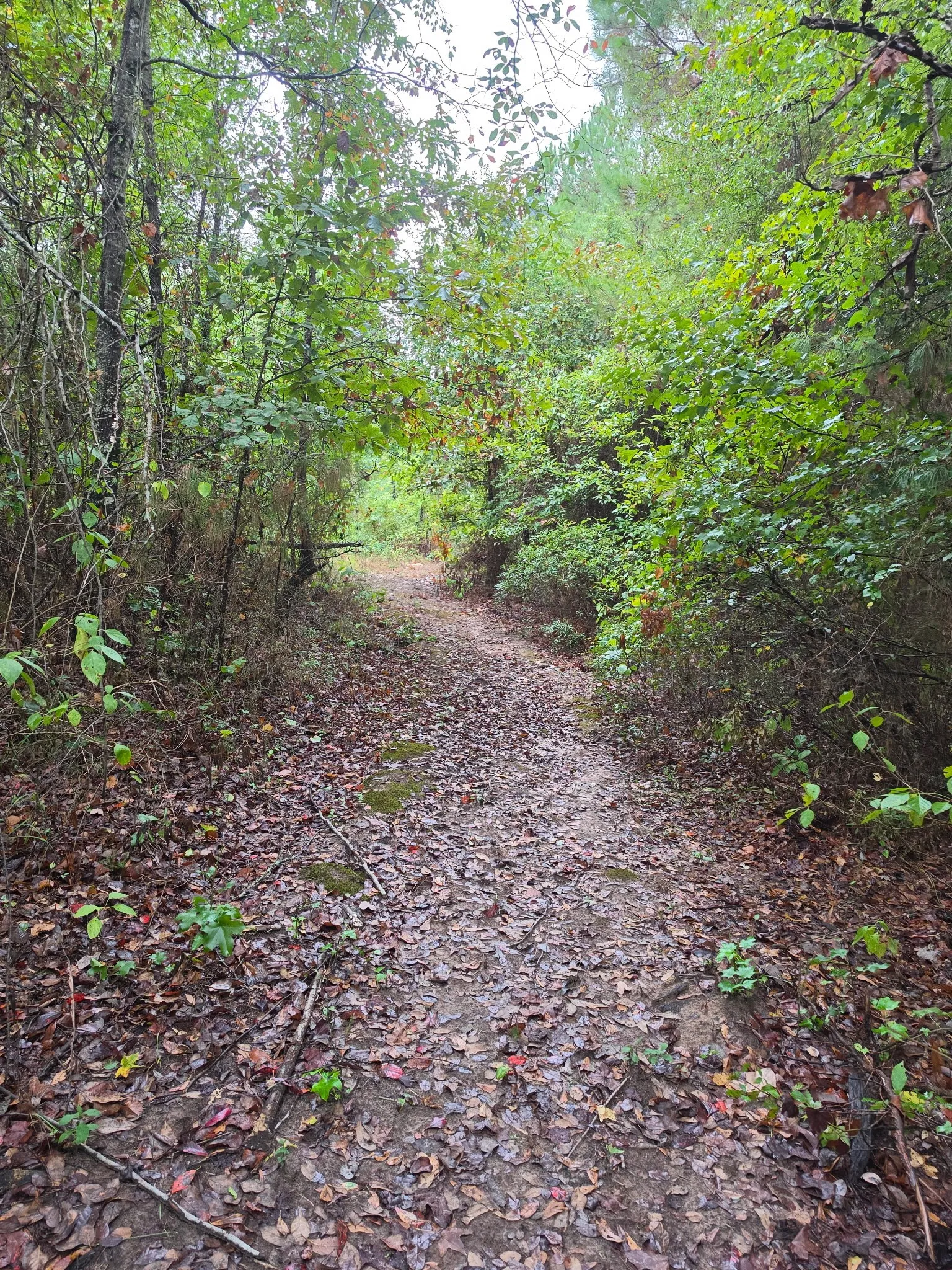 Improved Land For Sale in Marion County , 551 Pleasure Point Rd, No City, Texas 75668, 0, 0, Garage spaces, 0 Sqft, built in 0, mls#21347634, Real Estate Agent in No City, Homes For Sale in Marion county, Homes For Sale in No City, Realtor in No City Texas, Real Estate Brokerage Independent Realty Texas, Luminita Cordes Realtor