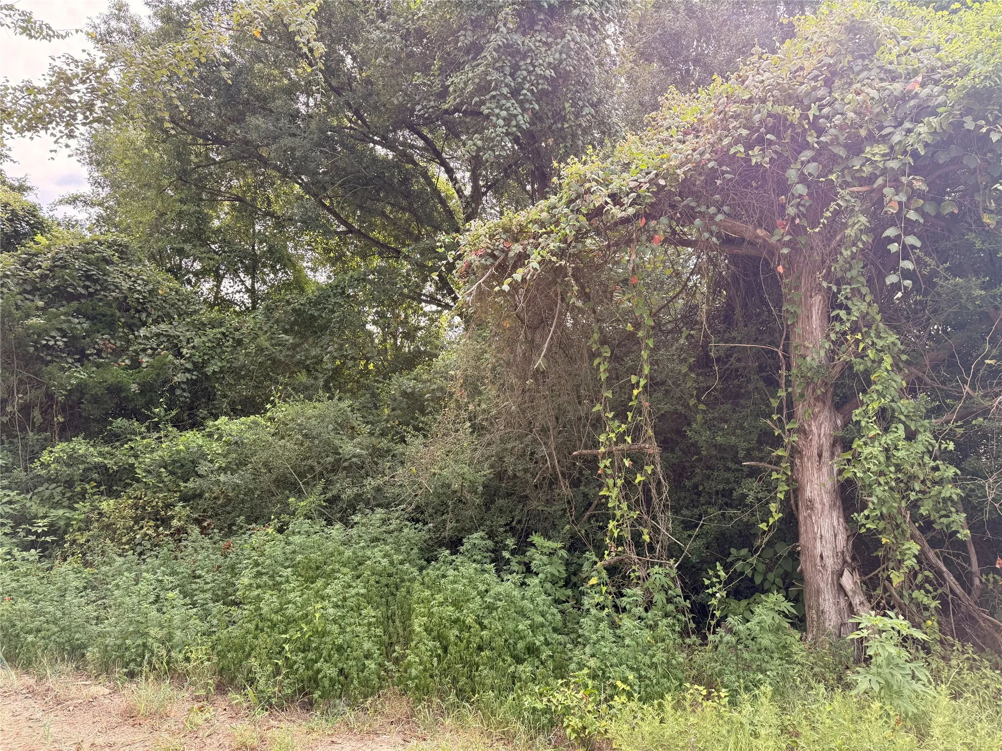 Unimproved Land For Sale in Freestone County , TBD FCR 531, Fairfield, Texas 75840, 0, 0, Garage spaces, 0 Sqft, built in 0, mls#21347796, Real Estate Agent in Fairfield, Homes For Sale in Freestone county, Homes For Sale in Fairfield, Realtor in Fairfield Texas, Real Estate Brokerage Independent Realty Texas, Luminita Cordes Realtor