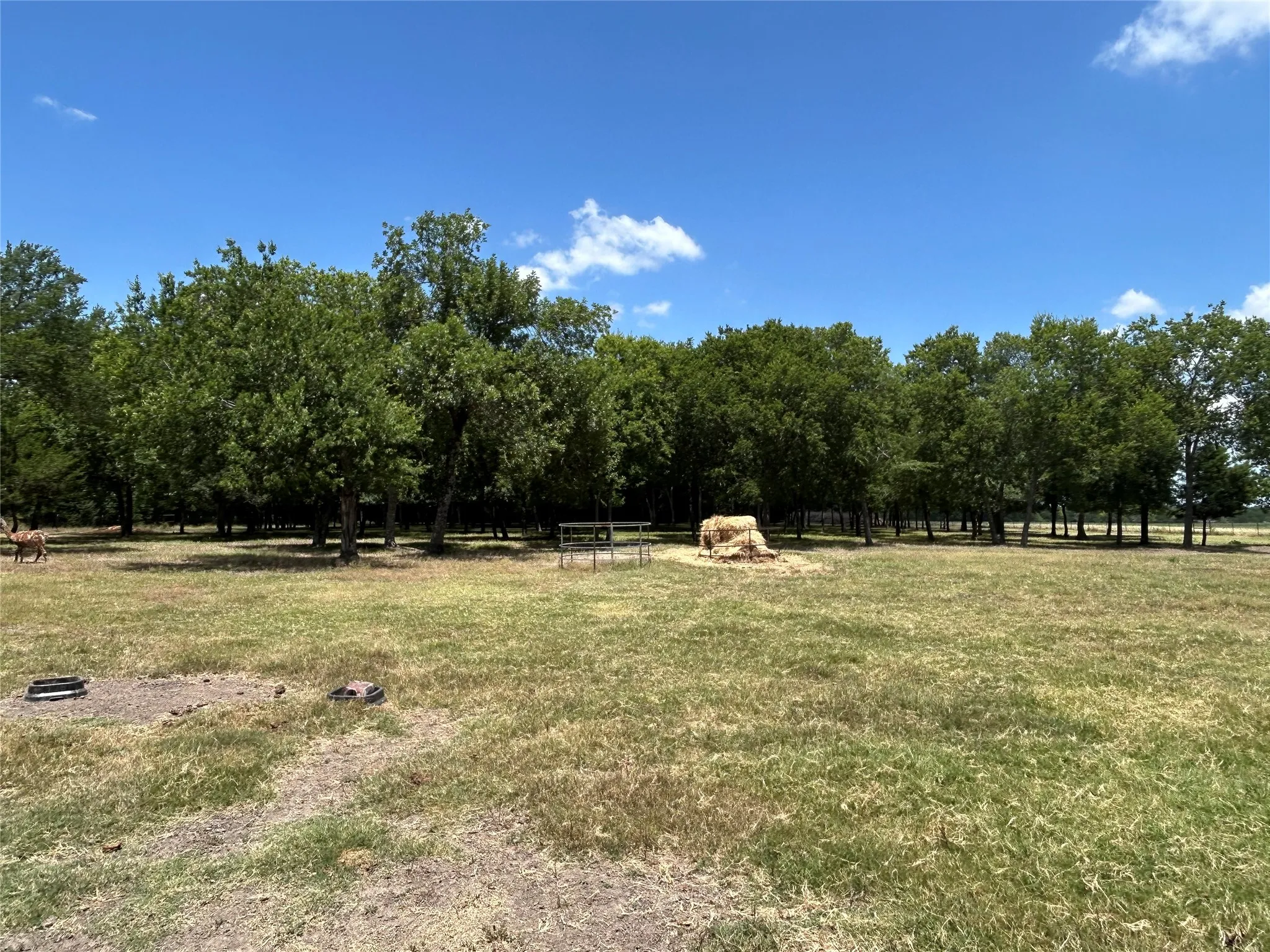 Expansive grassy area bordered by a dense line of mature trees